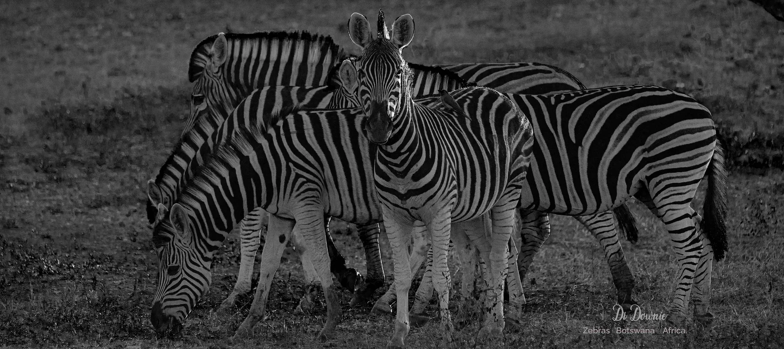 zebra-120-x-53cm-429kb.jpg