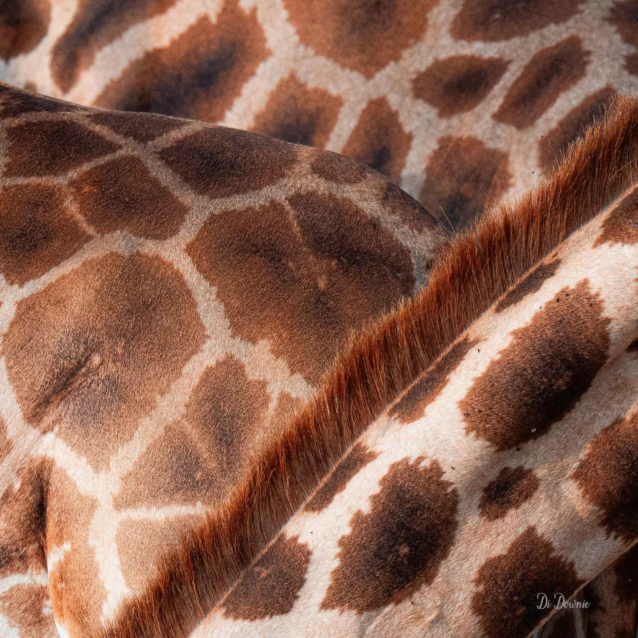 giraffe-1m-x-1m-429kb.jpg