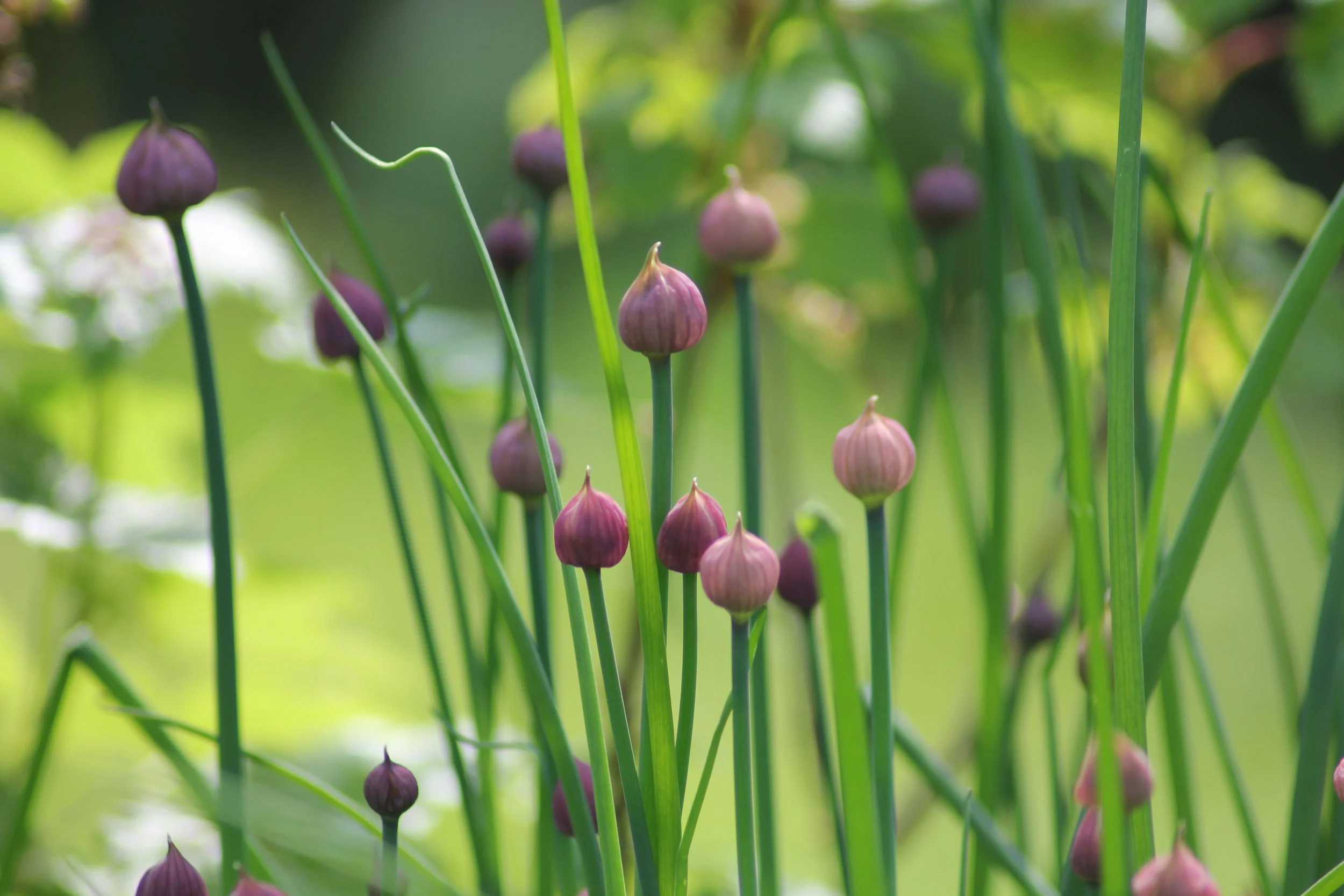 An image of chives