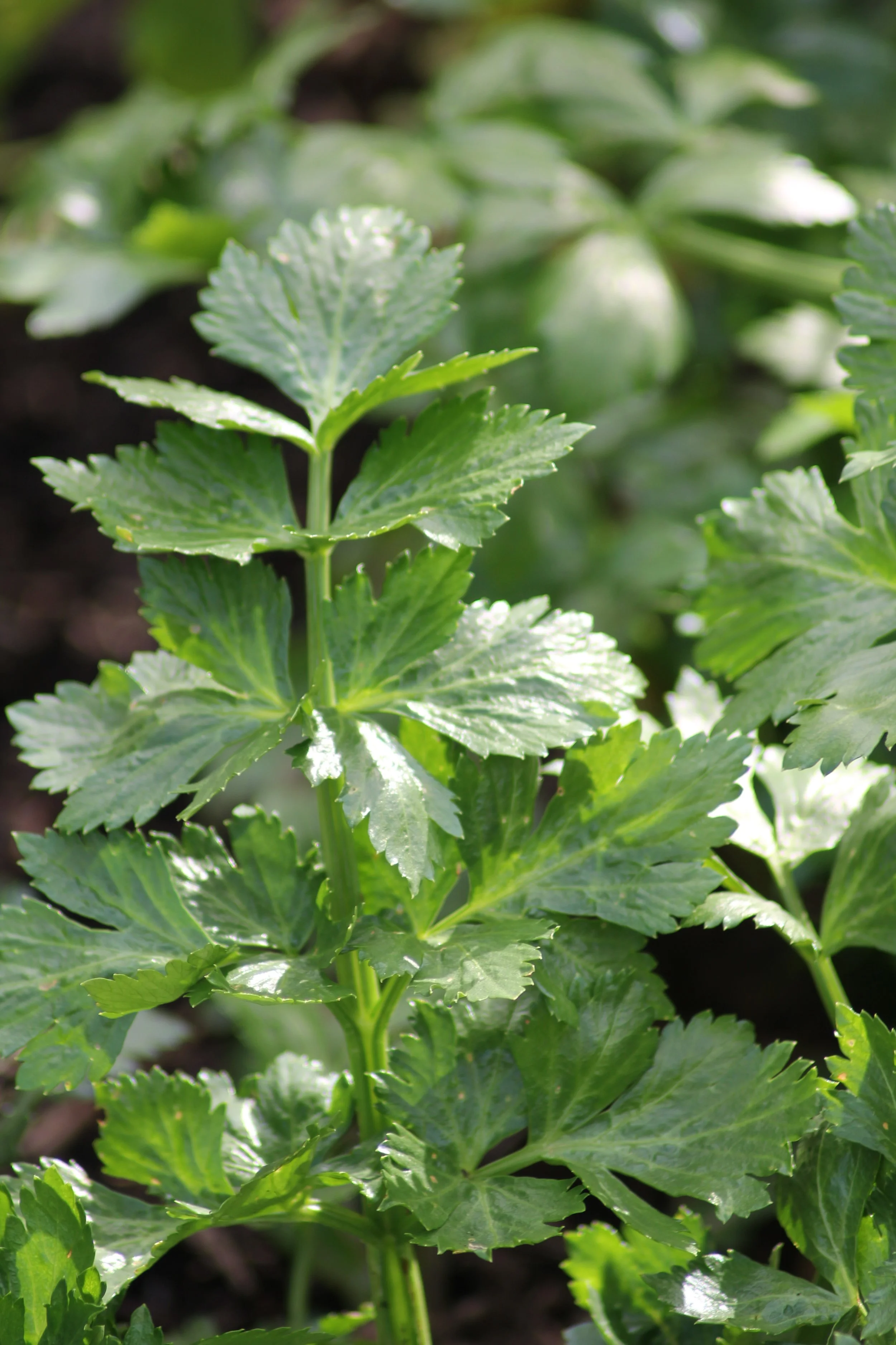 Leaf-cutting Celery