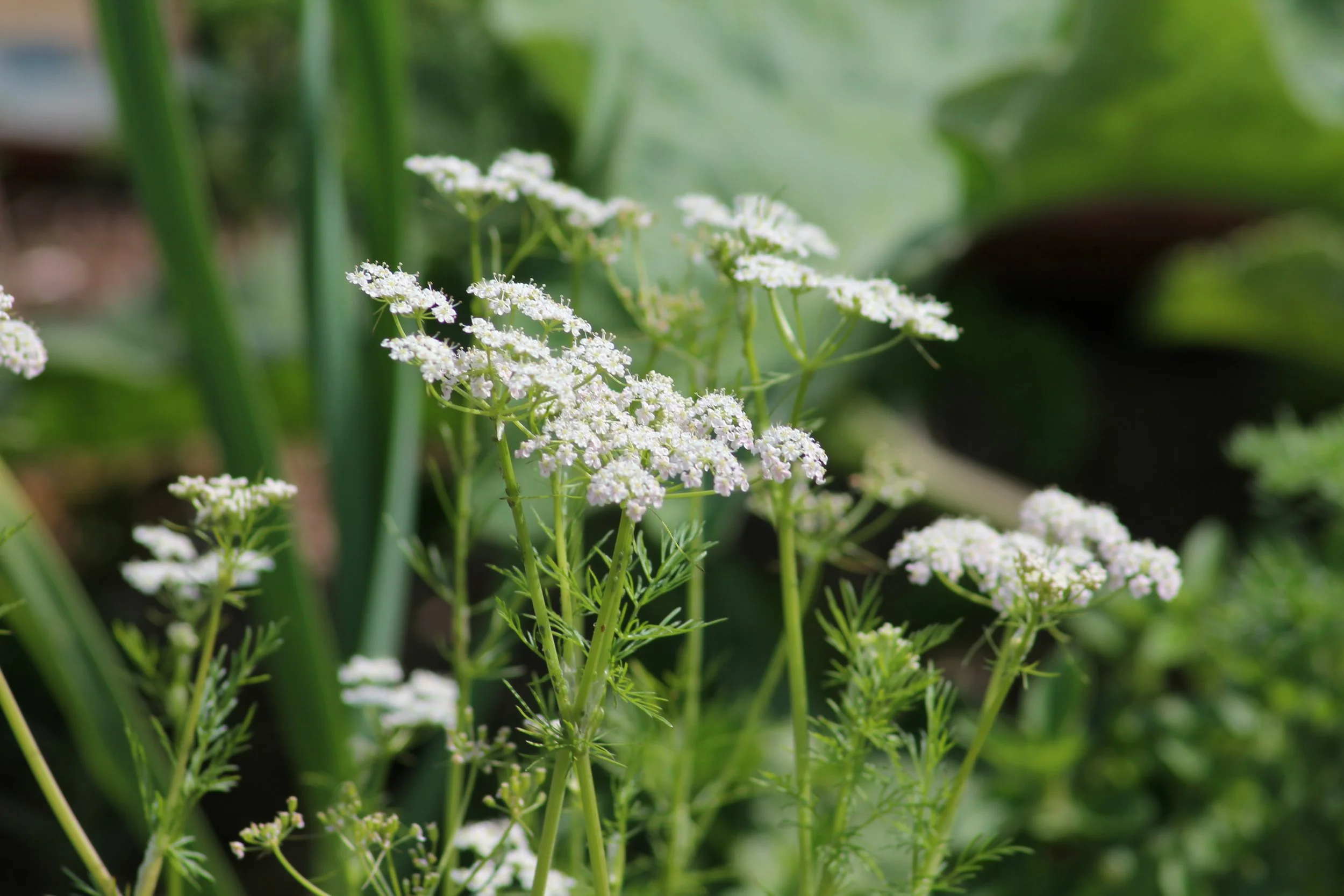 An image of Greenspacing.