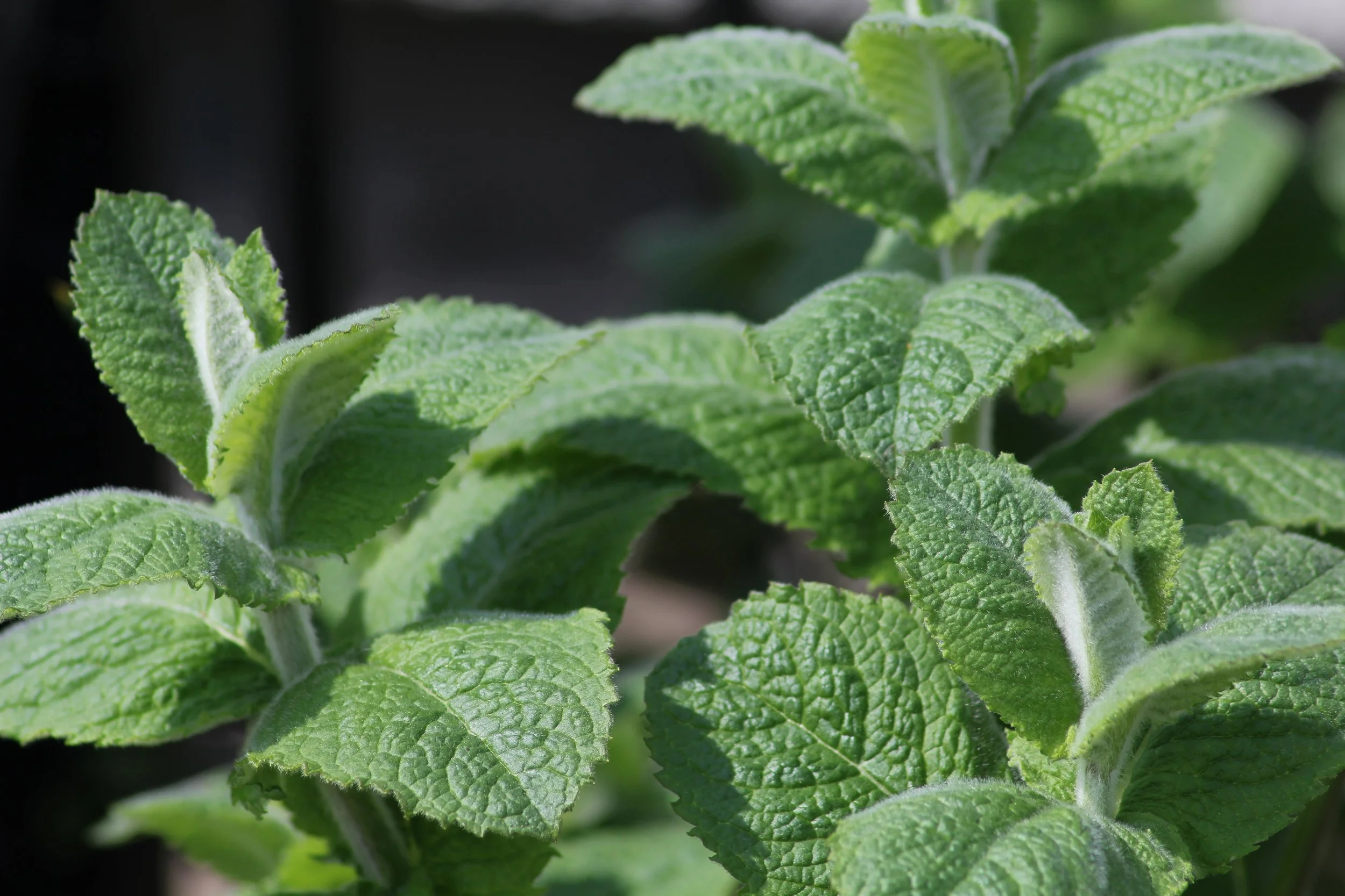 An image of apple mint
