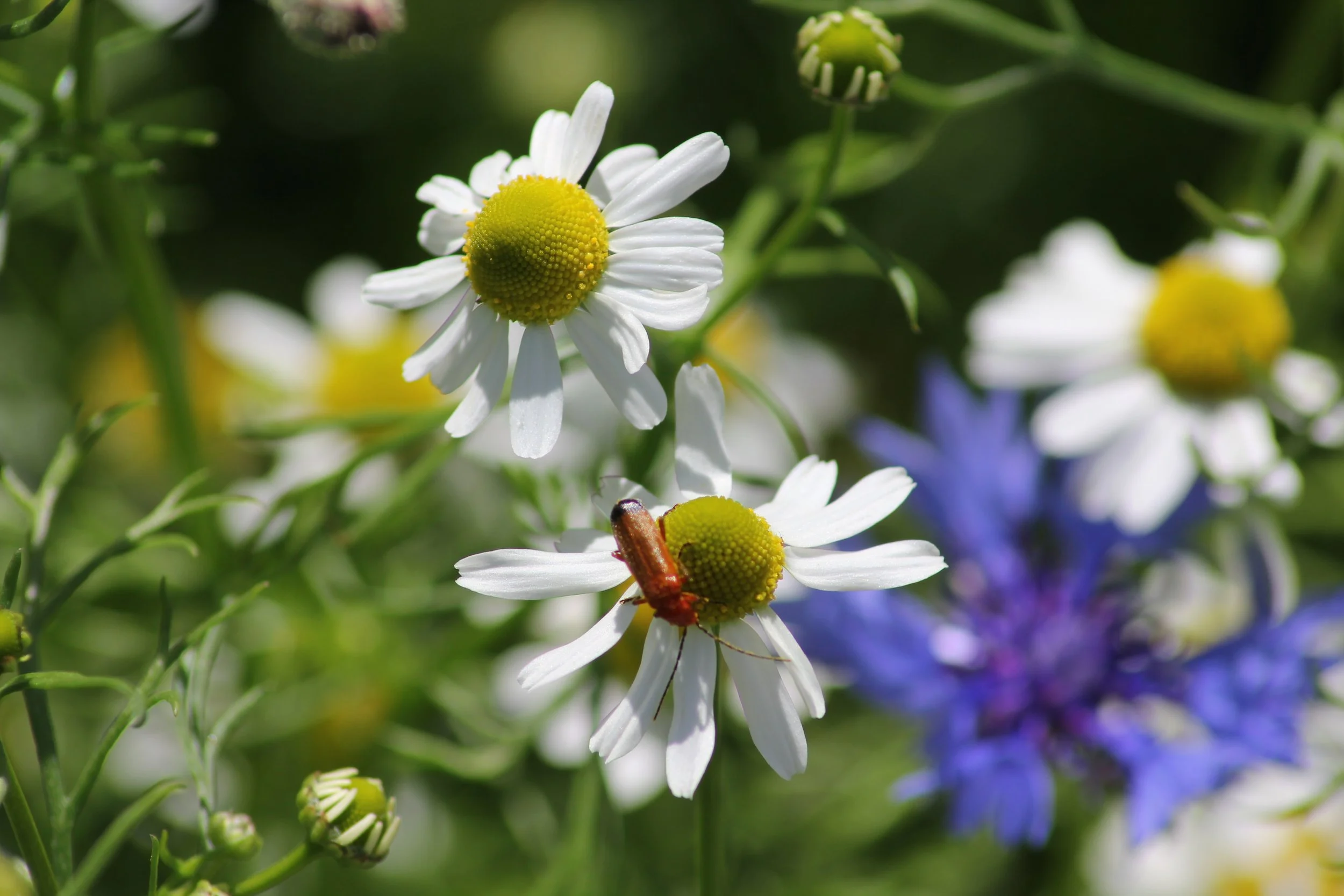 An image of the Cultural Center.