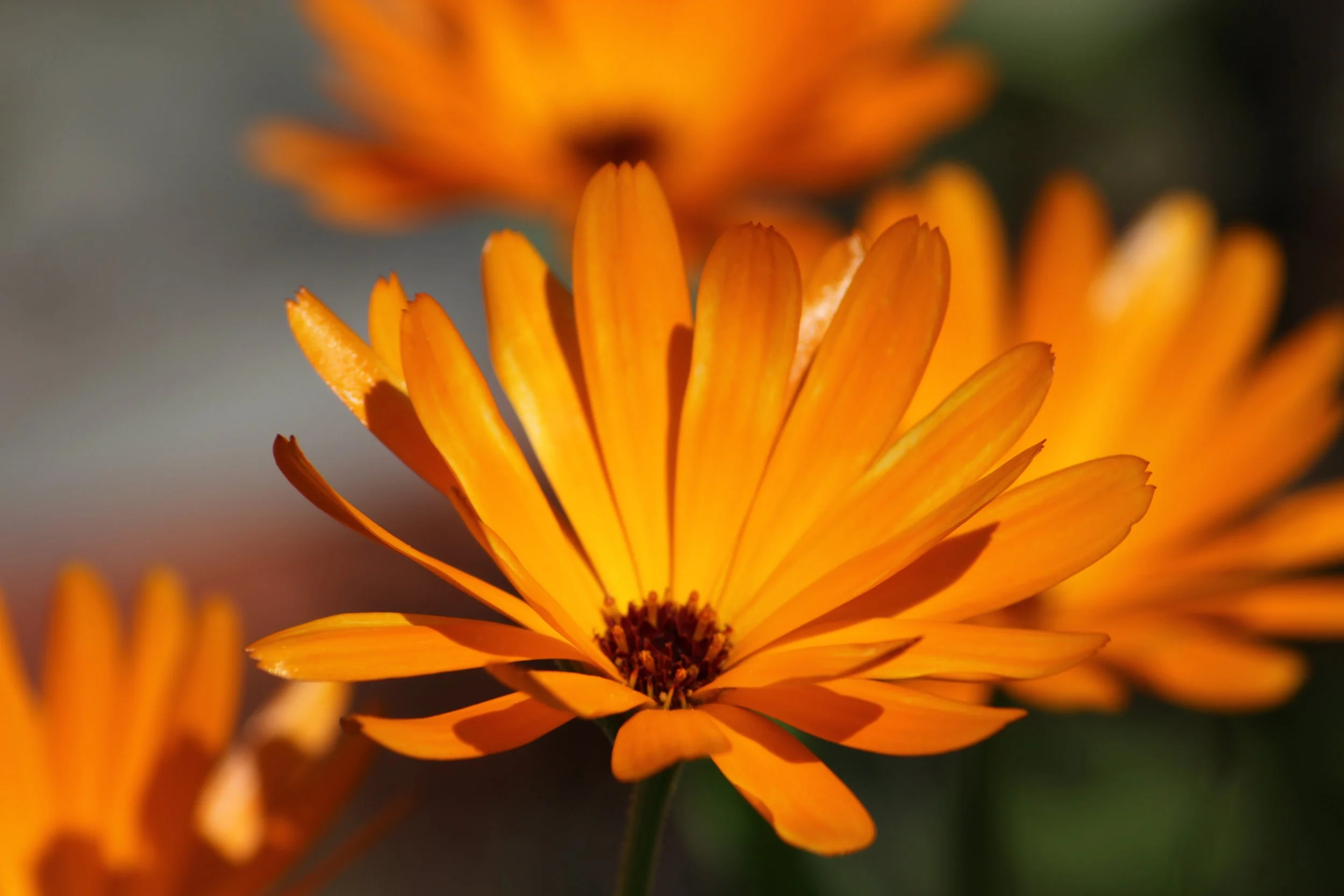 An image of  Caraway