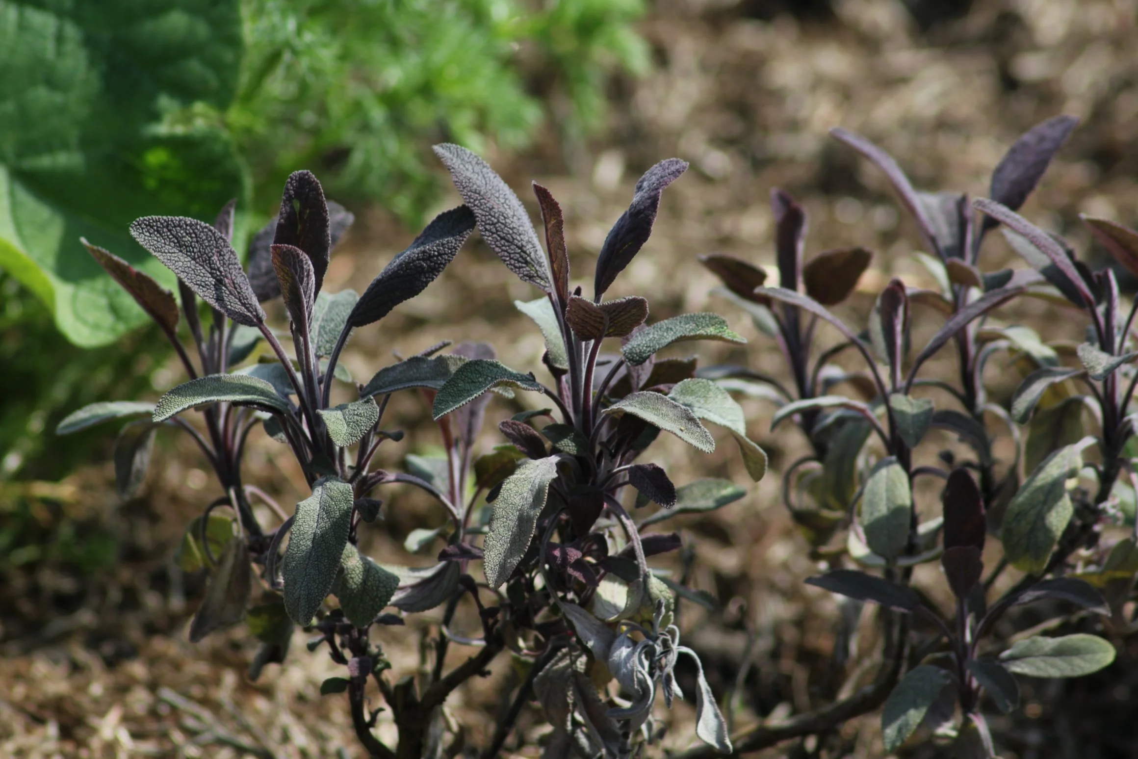 Purple sage © Lynne Maclagan