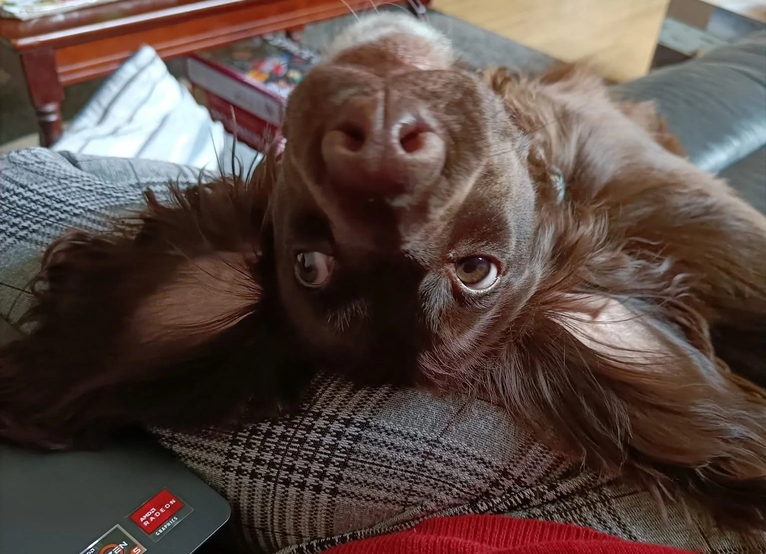 Oh, You’re a Dog Trainer? Your Dogs Must Be Perfect.