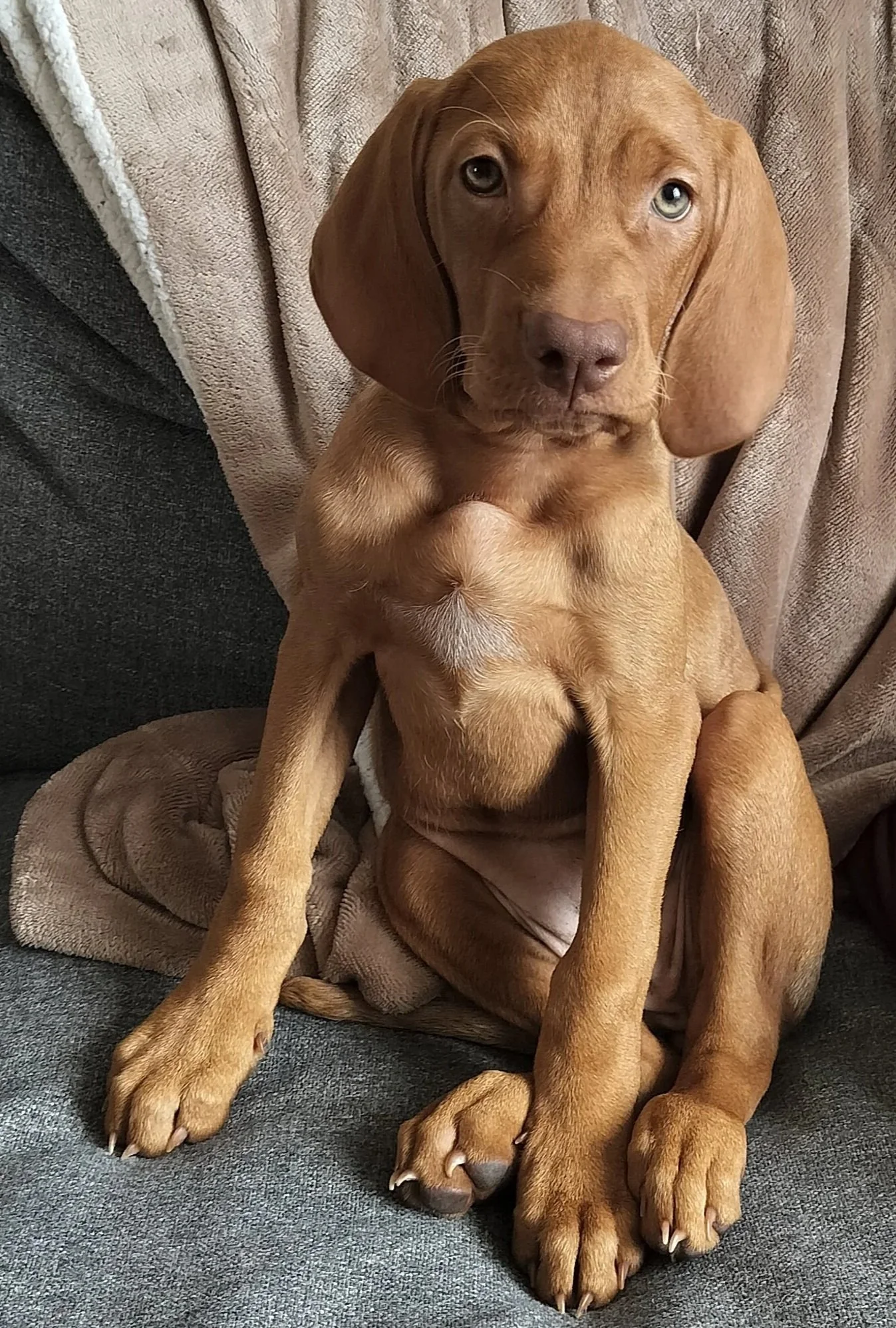 Puppy Training Methods Explained. Capture, Lure, Shape and Clicker