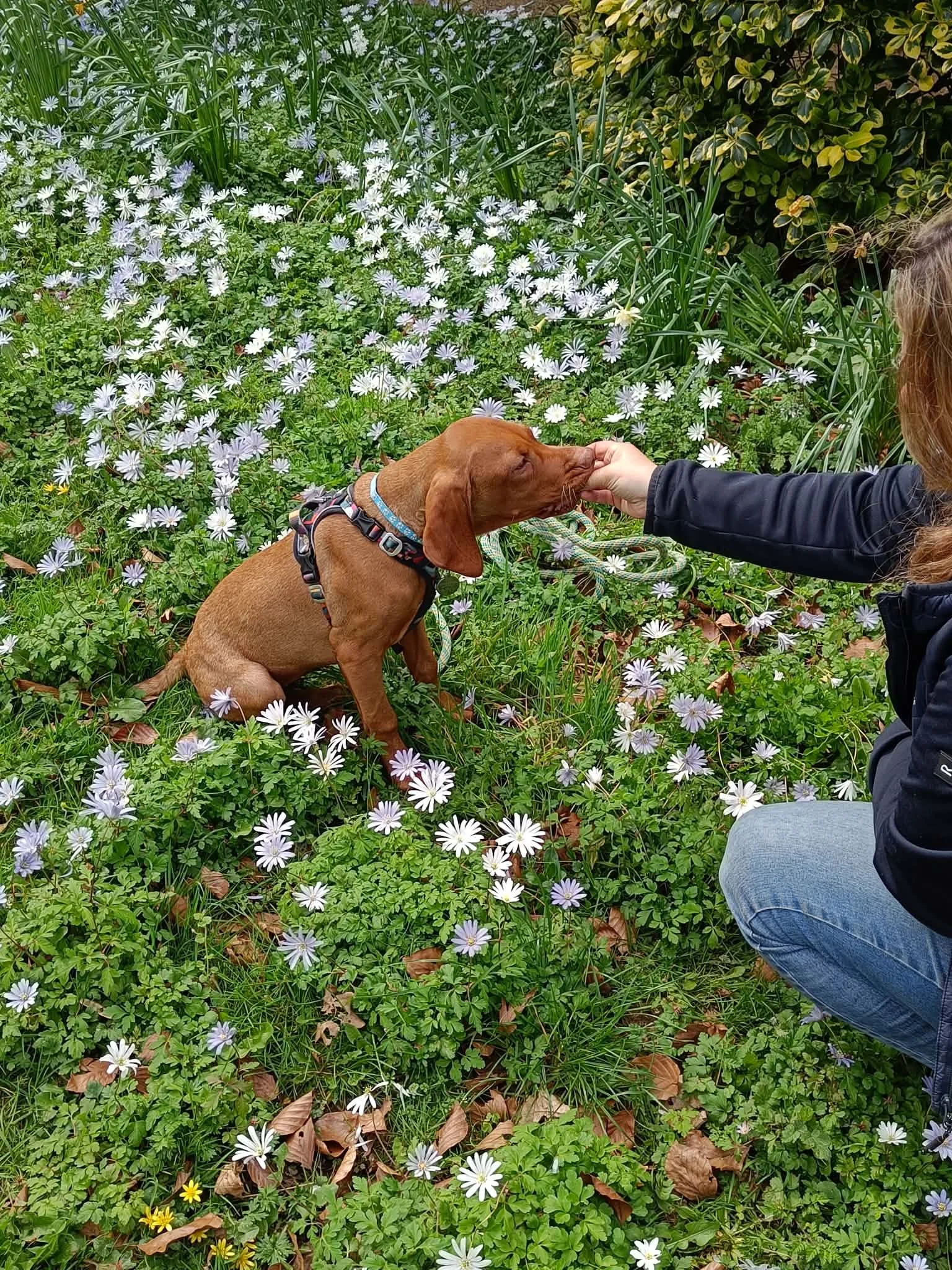Why Your Dog Shouldn’t Work for Free