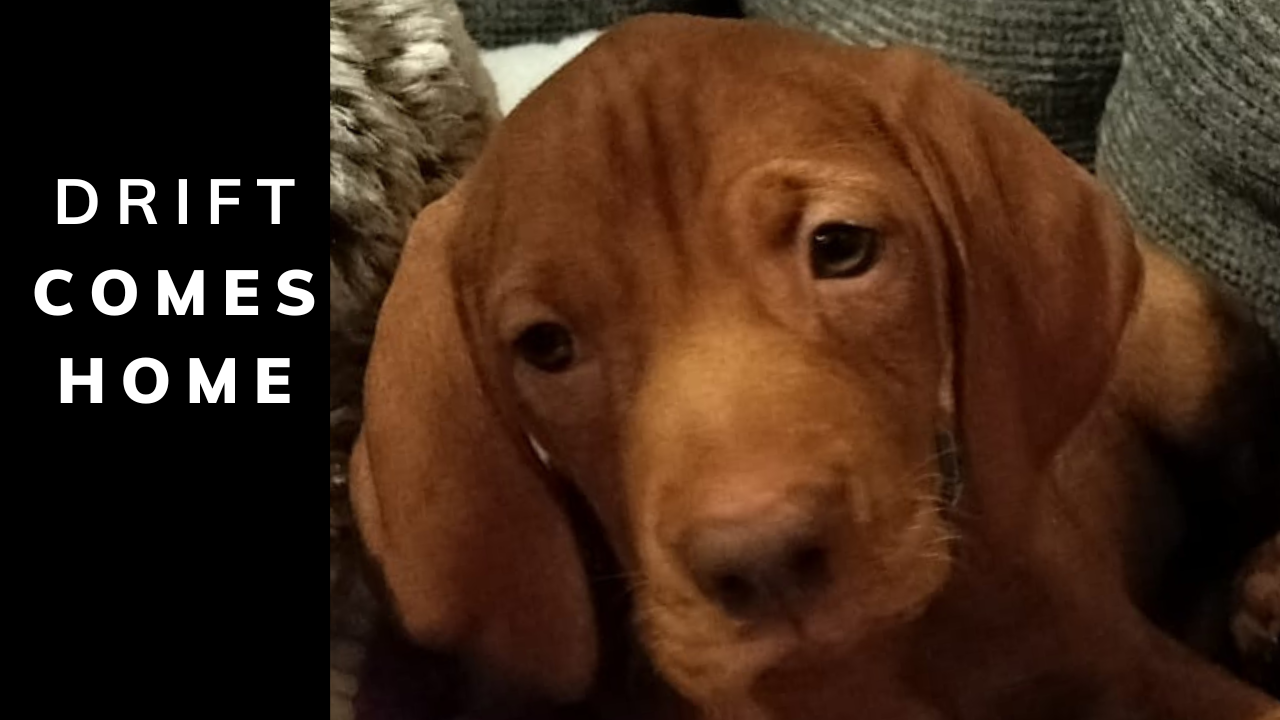 Drift Comes Home. Why Your Puppy’s First Day Really Matters
