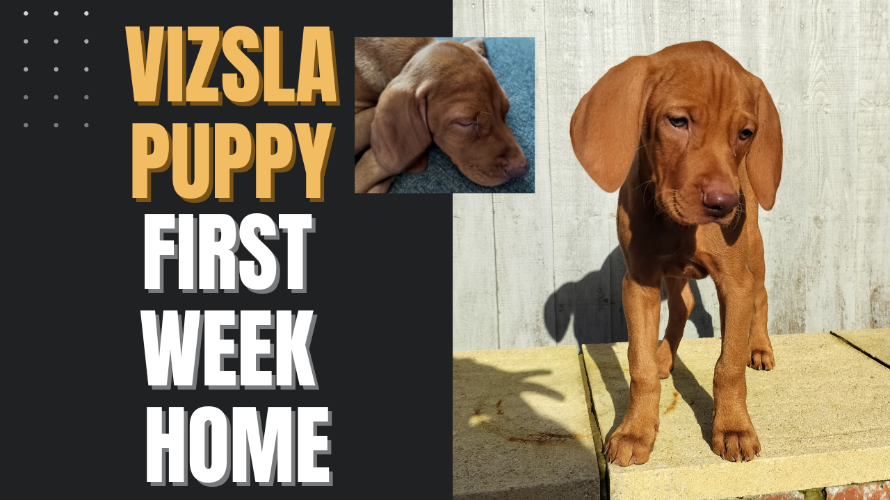 Vizsla Puppy First Week Home