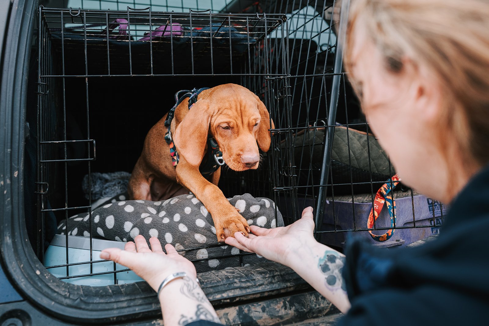 Most people get puppy socialisation wrong. Drift week 12