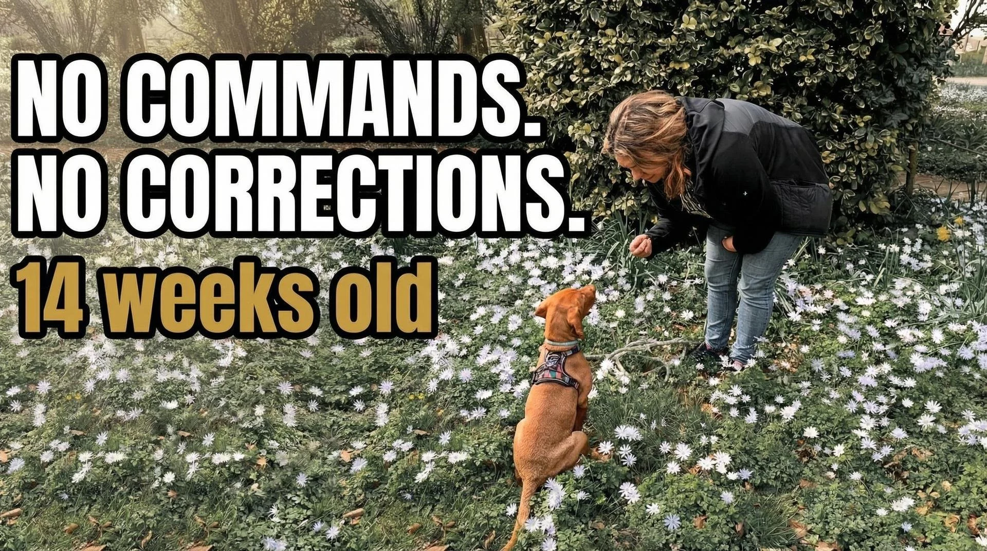 14-Week-Old Gundog Puppy's First Farm Visit - No Commands, No Corrections