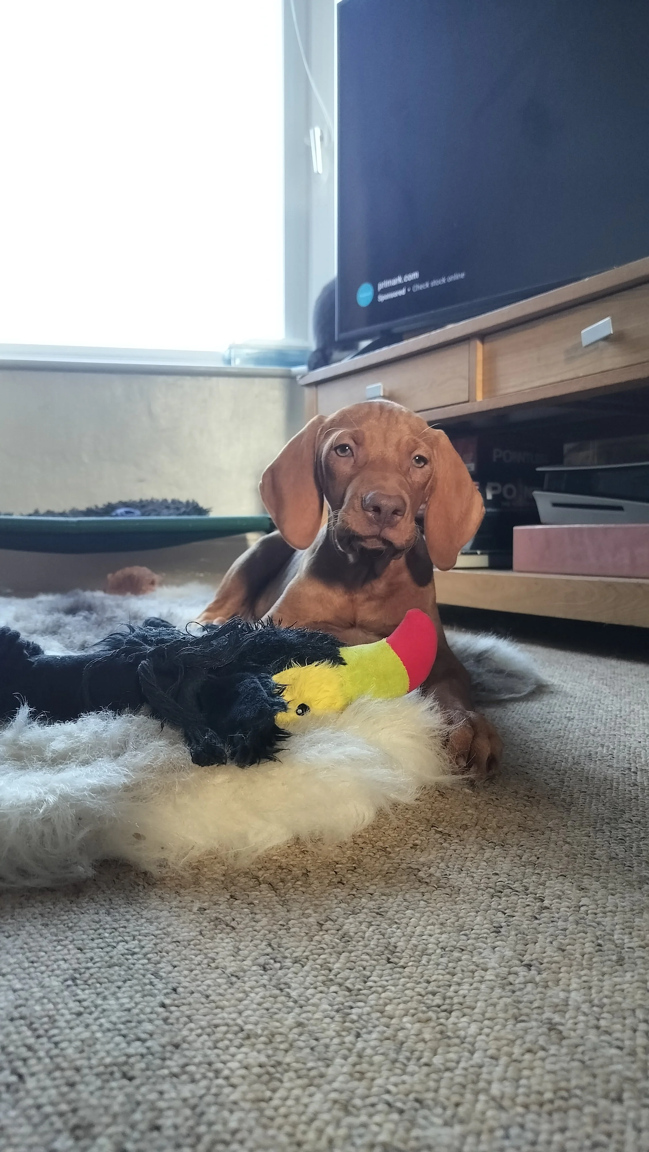 Dog Play Explained | Why Excitement Looks Like Aggression