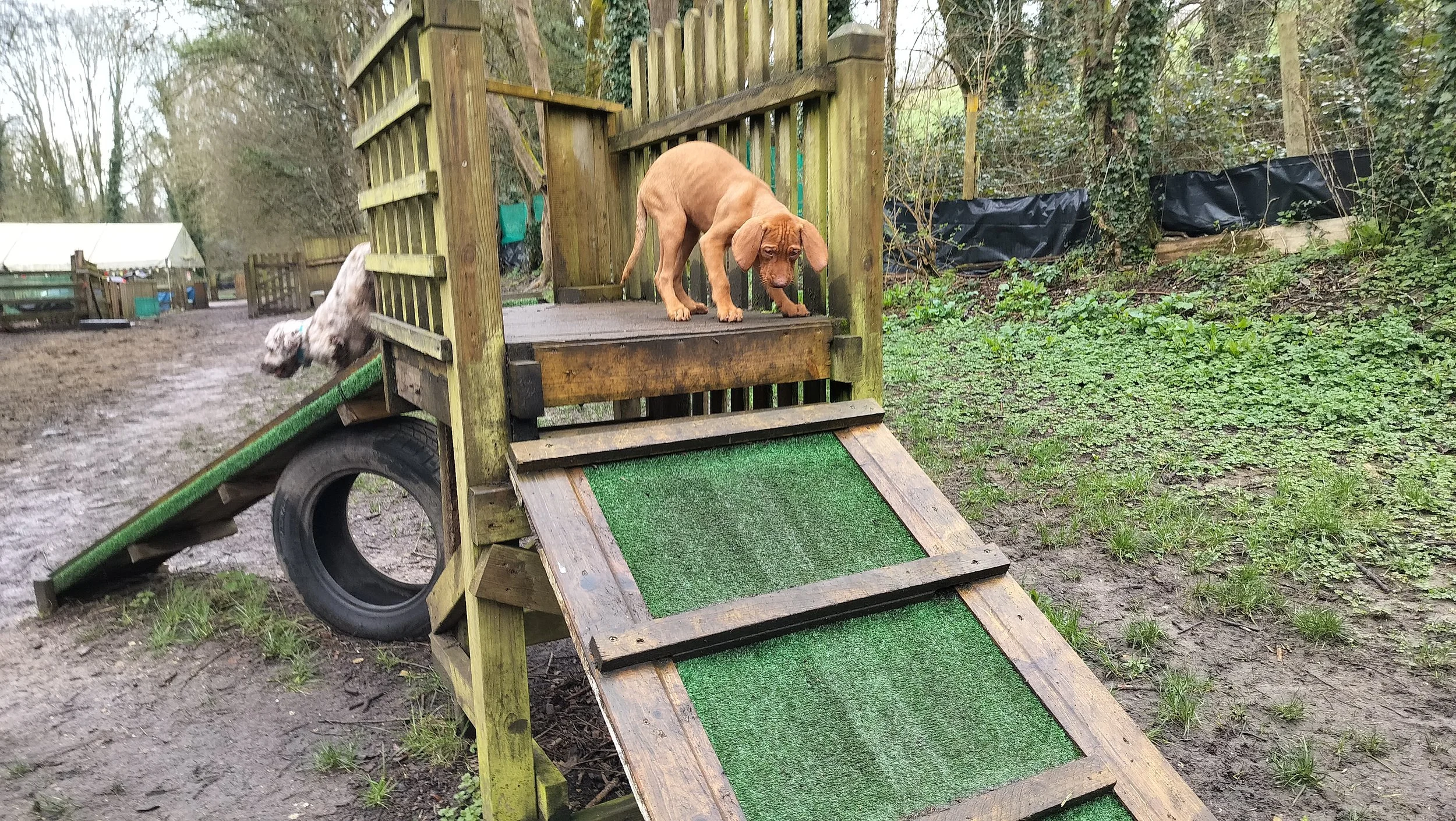 Playing with Puppies: More Important Than You Think