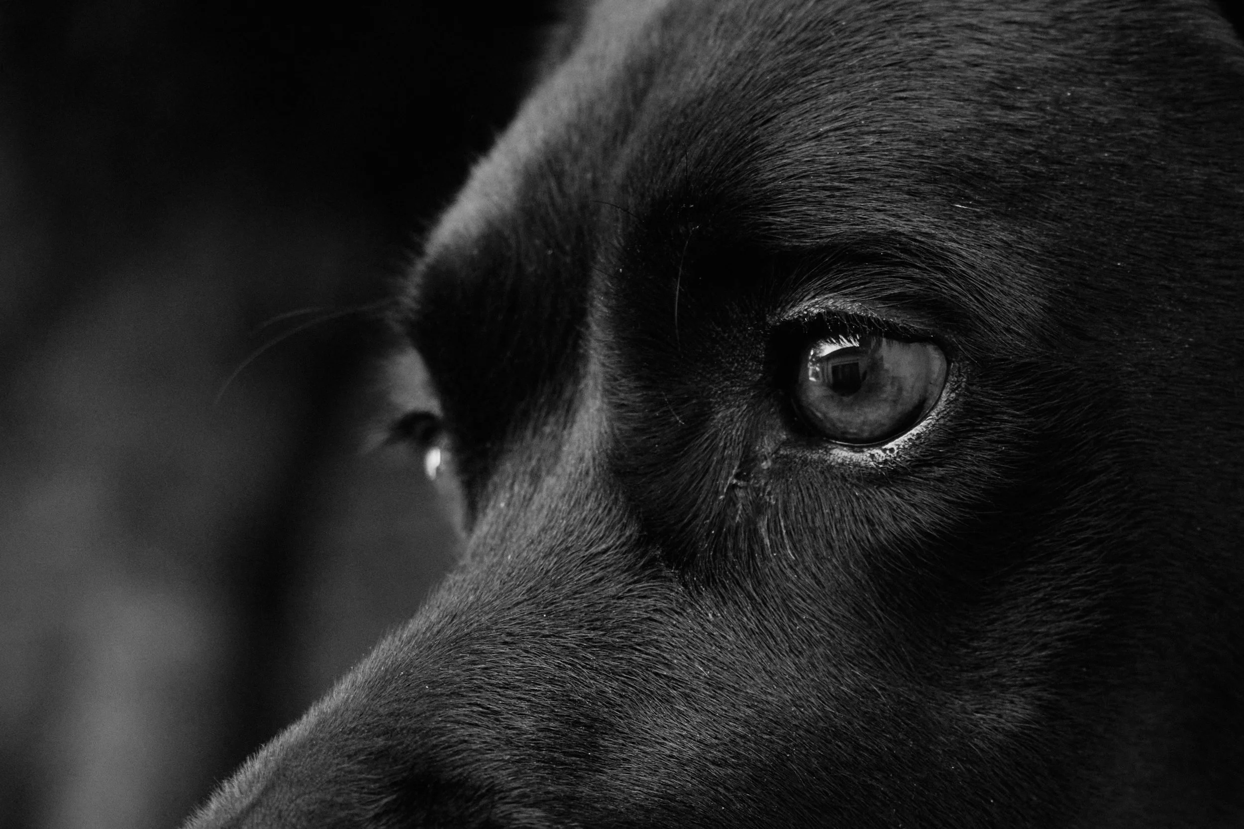 Dog Training Advice Should Help, Not Humiliate