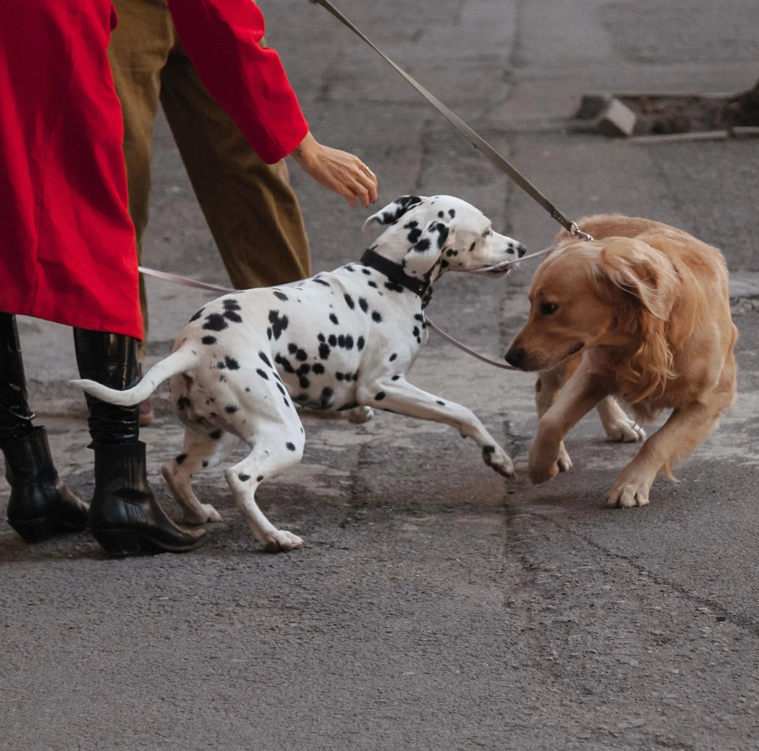 Why Quick Fixes Fail Dogs Who Struggle on Walks