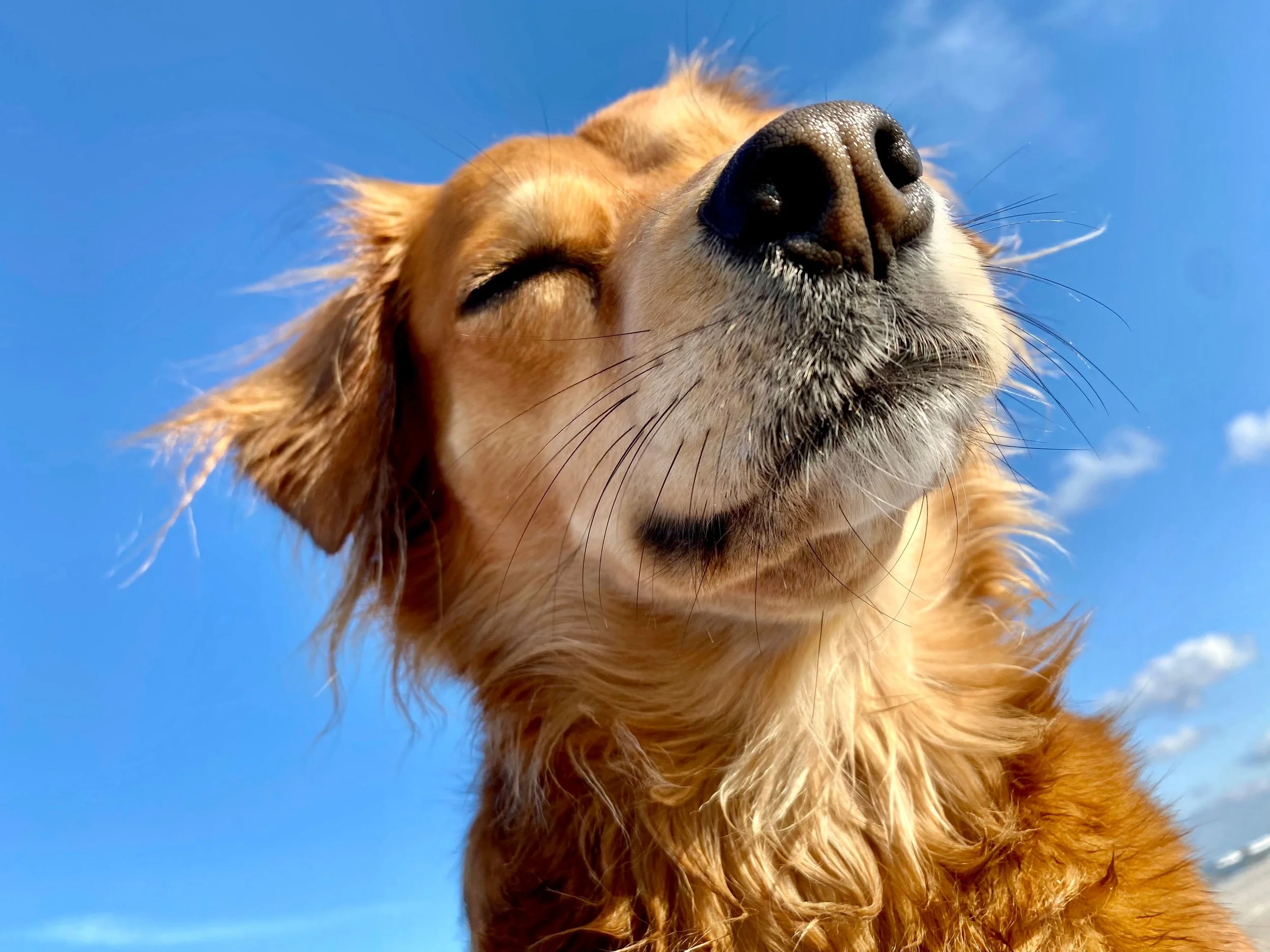 Hot Weather Dog Walks Are Not That Simple