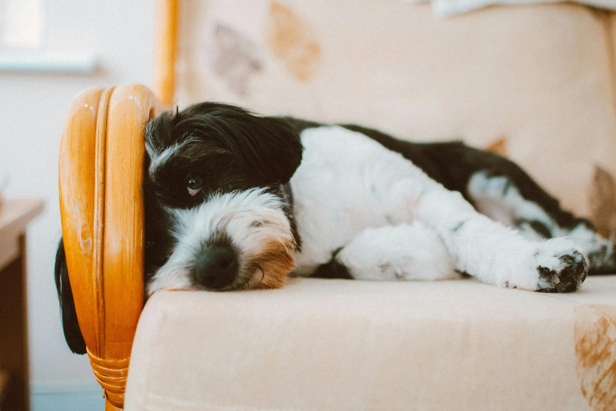 Photo by Lisa from Pexels: https://www.pexels.com/photo/selective-focus-photography-of-long-coated-white-and-black-dog-lying-on-white-cushion-1755226/