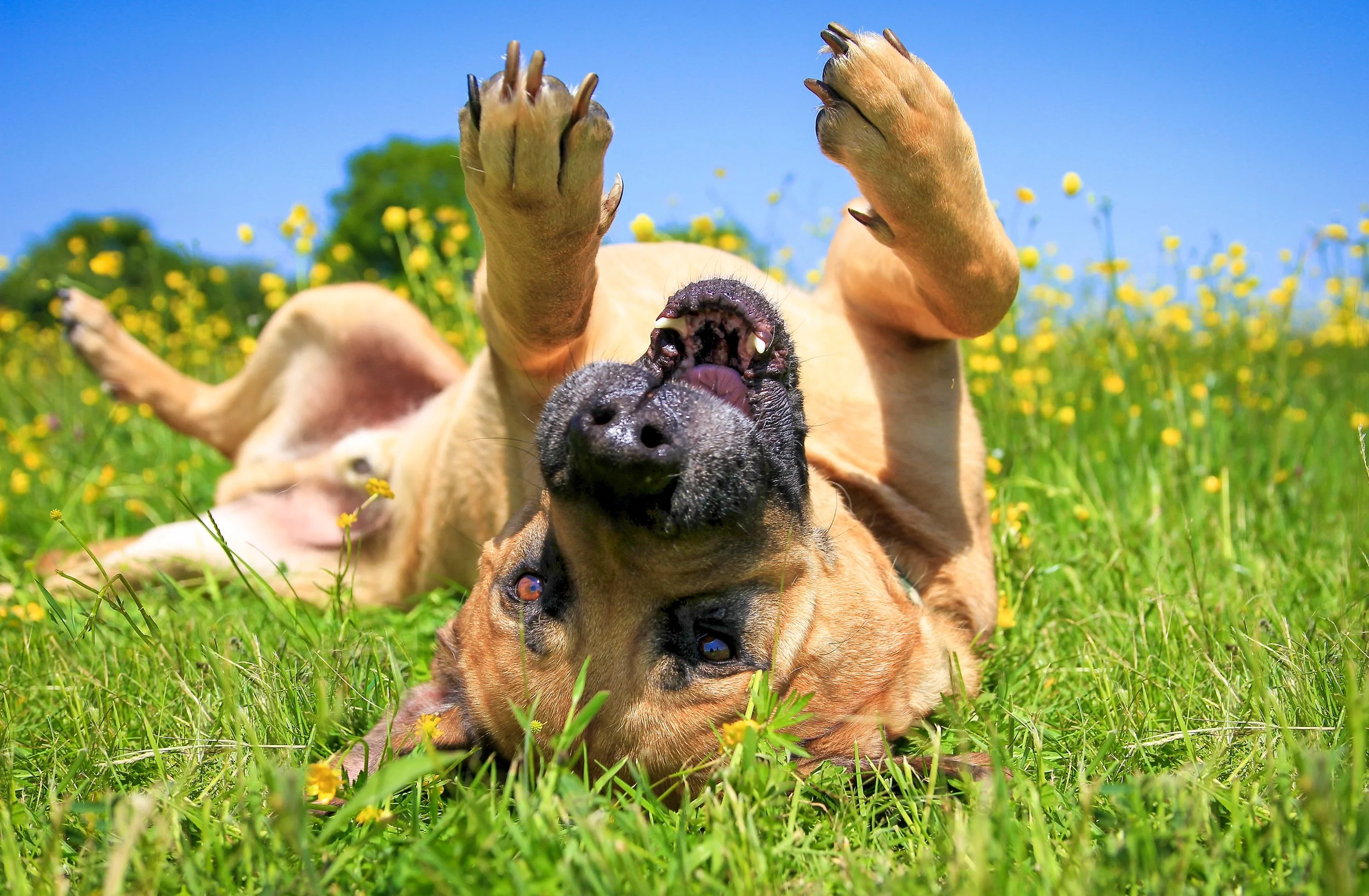 The Dogs Dog Photography Bedfordshire Buckinghamshire Hertfordshire London -40.jpg