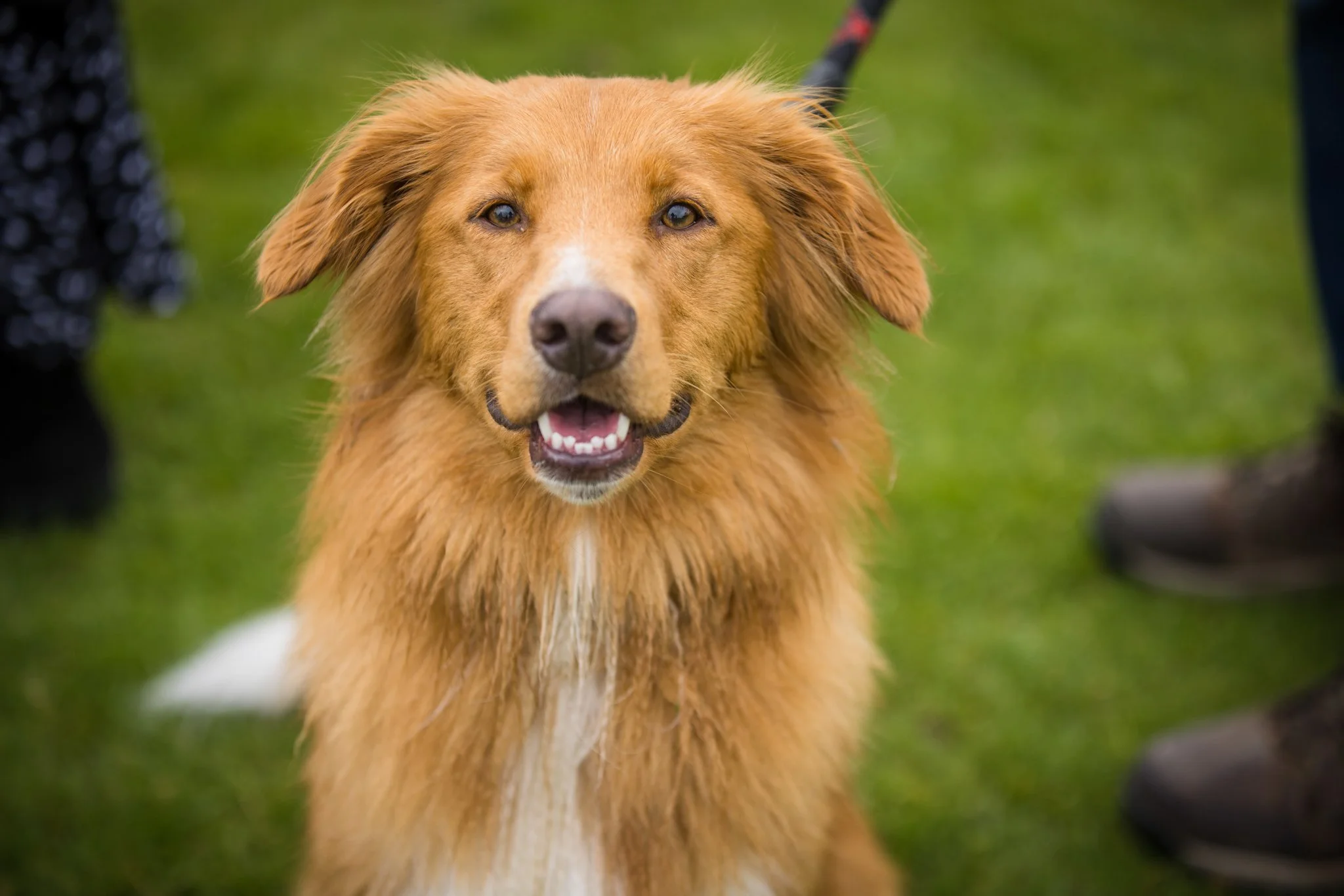 Big Doggie Do 1, Milton Keynes, May 24_-21.jpg