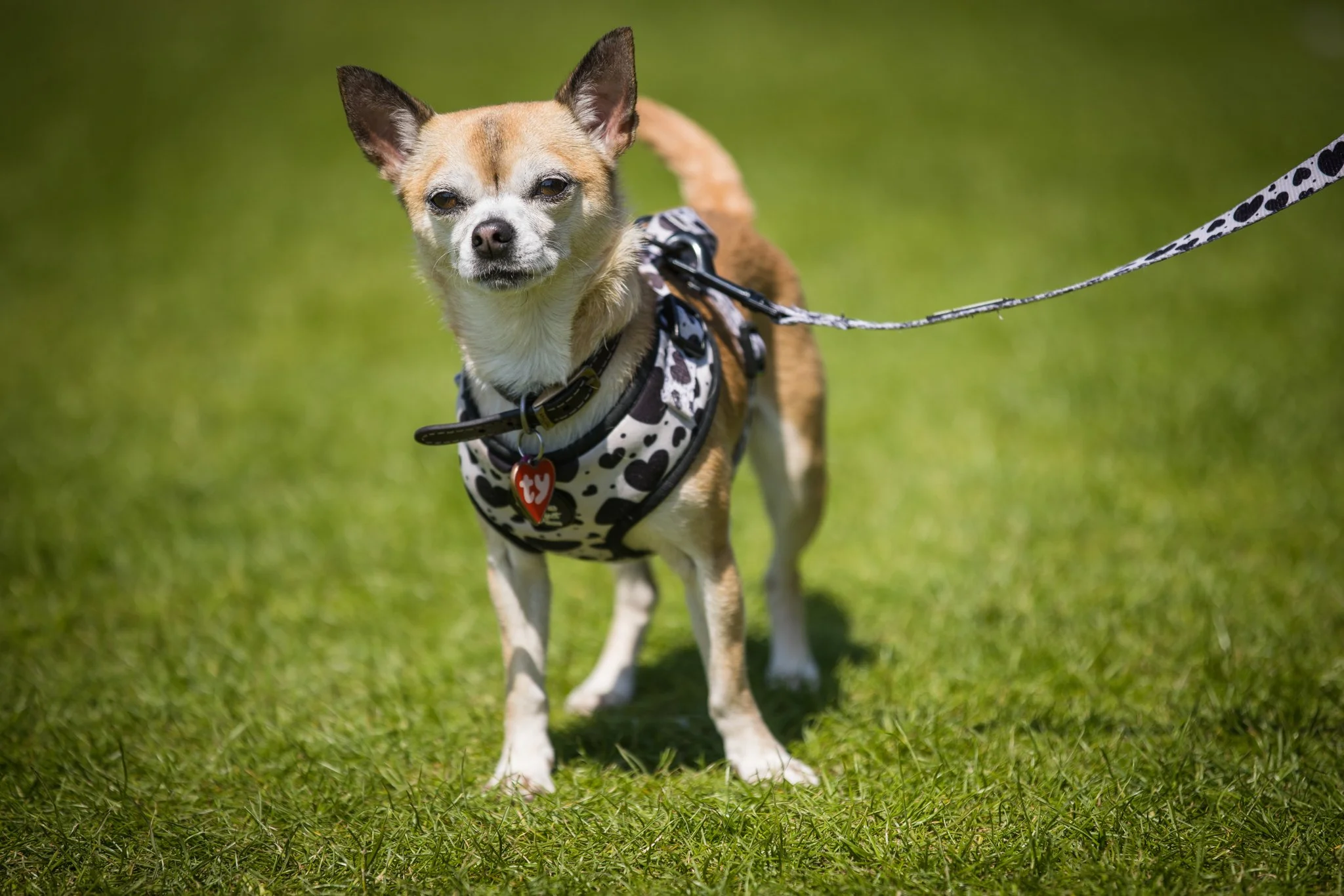 Big Doggie Do 2, Milton Keynes, May 24_-61.jpg