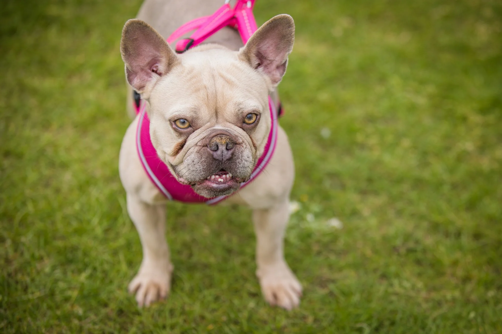 Big Doggie Do 1, Milton Keynes, May 24_-133.jpg
