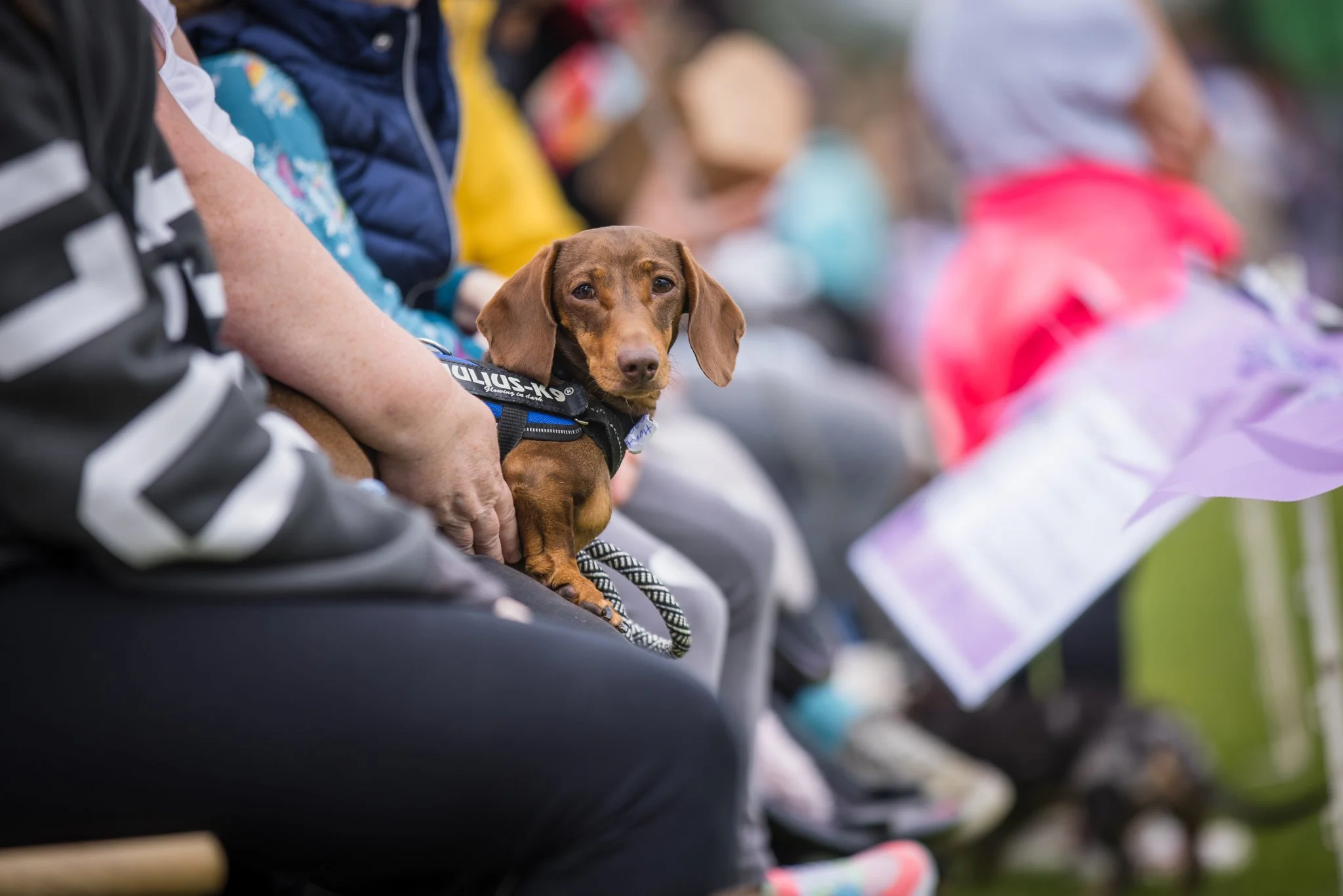 Big Doggie Do 1, Milton Keynes, May 24_-136.jpg