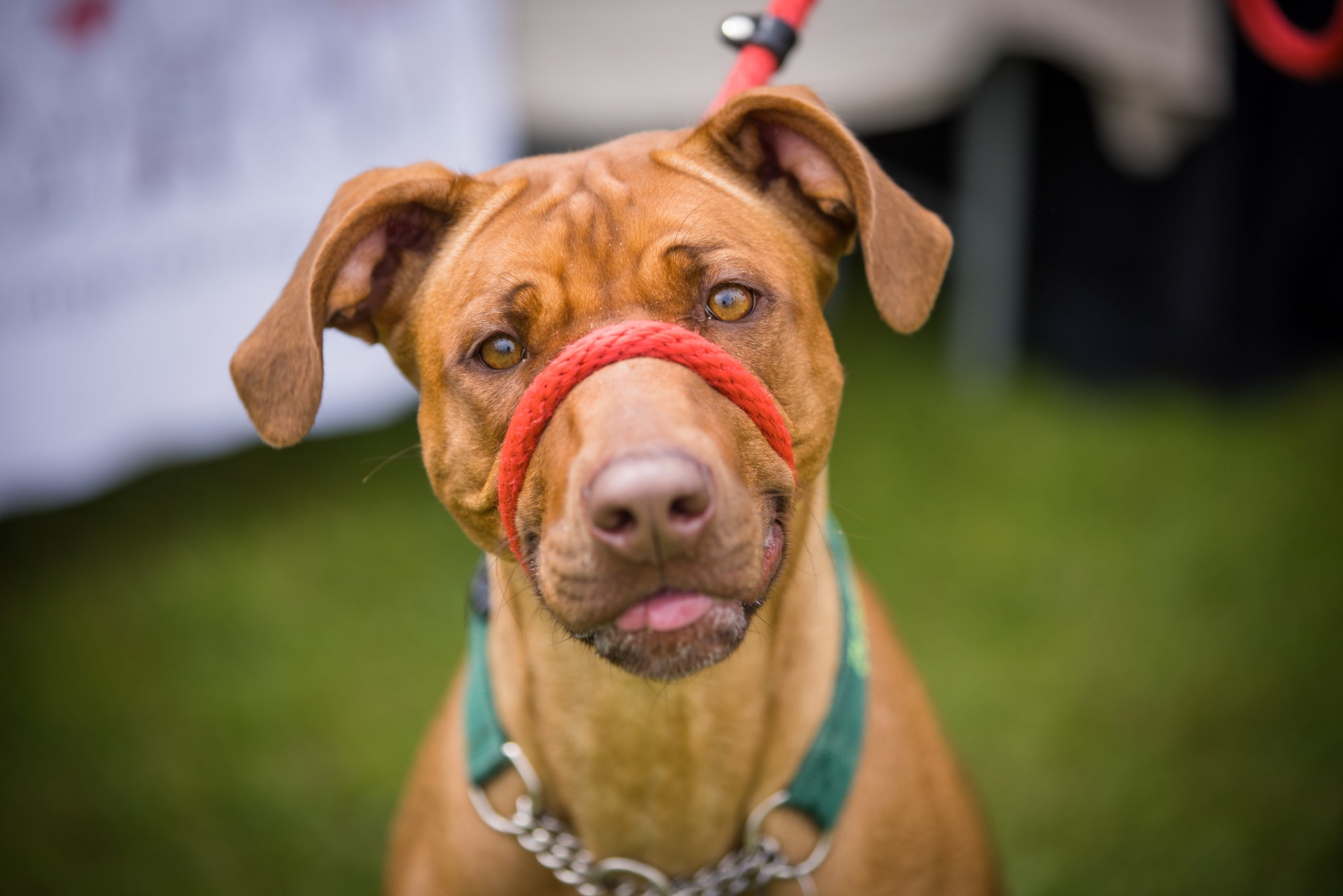 Big Doggie Do 1, Milton Keynes, May 24_-103.jpg
