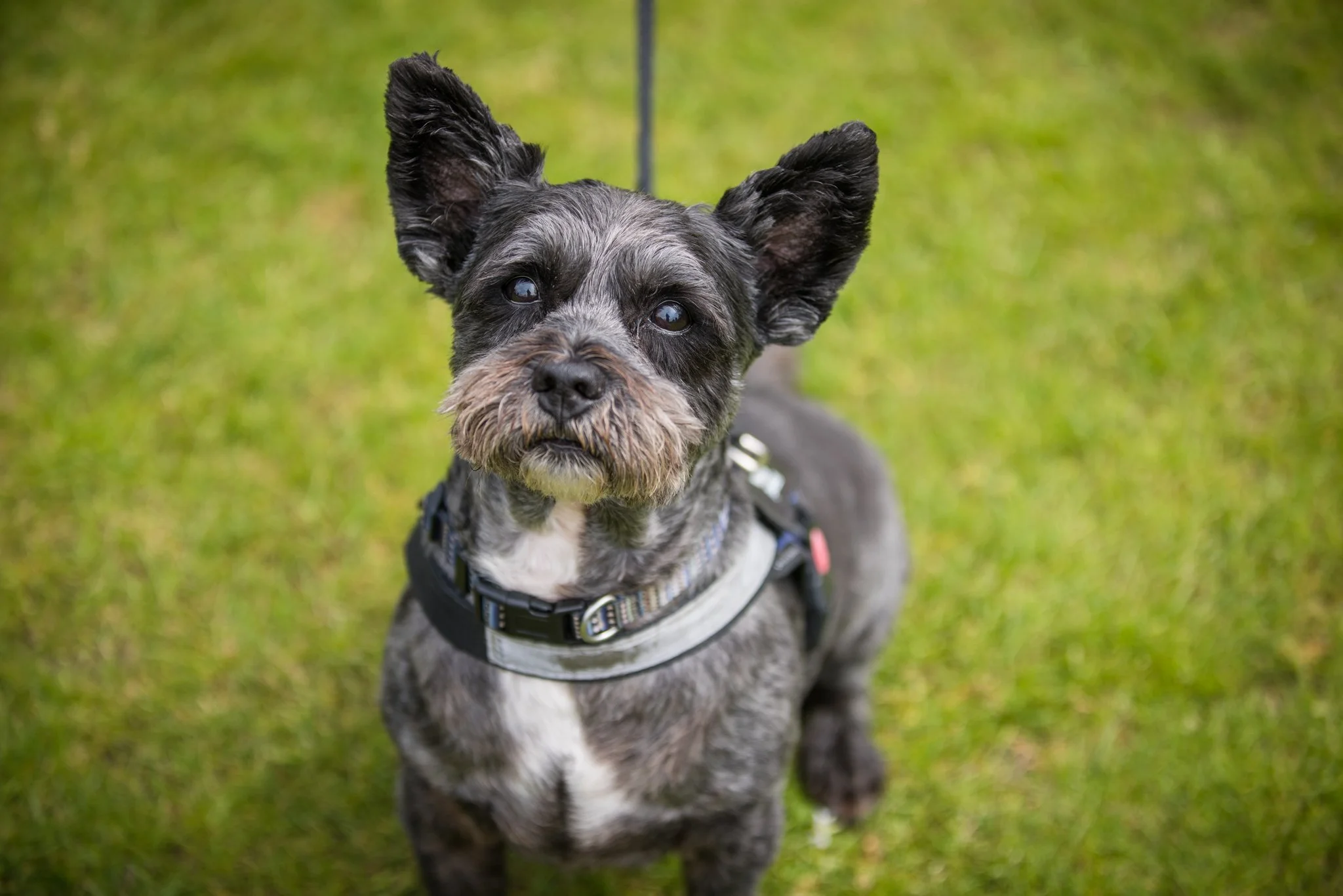 Big Doggie Do 1, Milton Keynes, May 24_-83.jpg