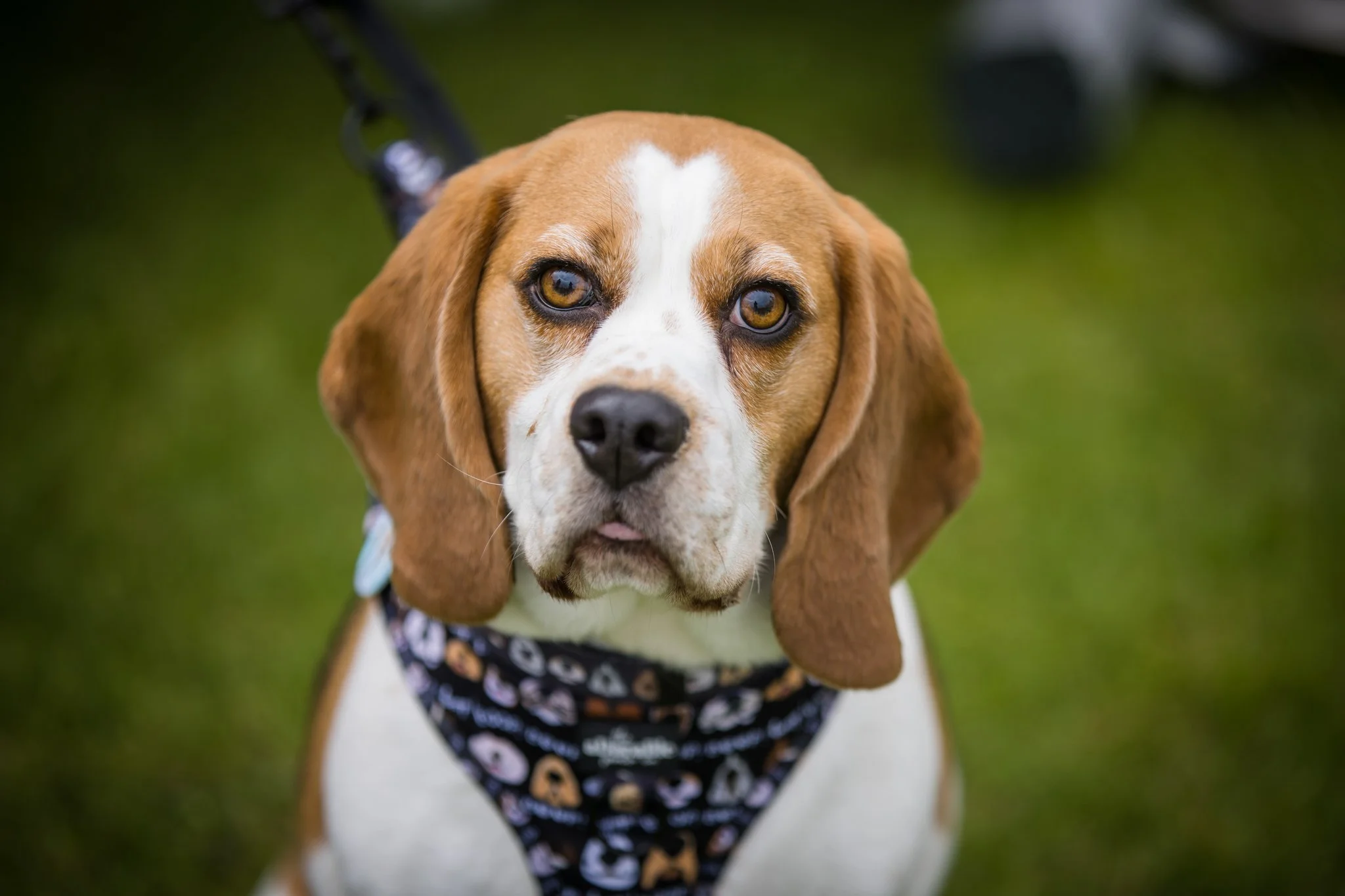 Big Doggie Do 1, Milton Keynes, May 24_-95.jpg