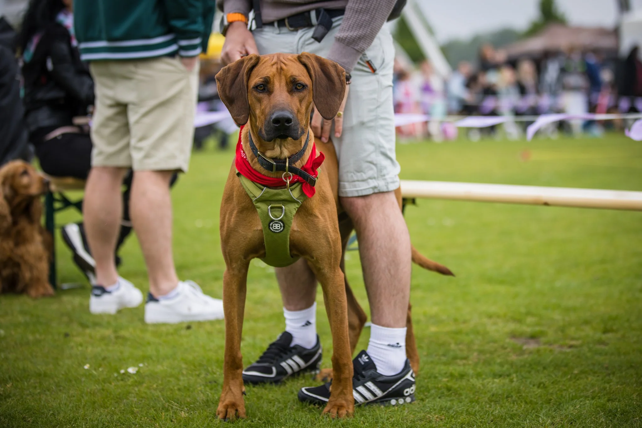 Big Doggie Do  Milton Keynes.jpg