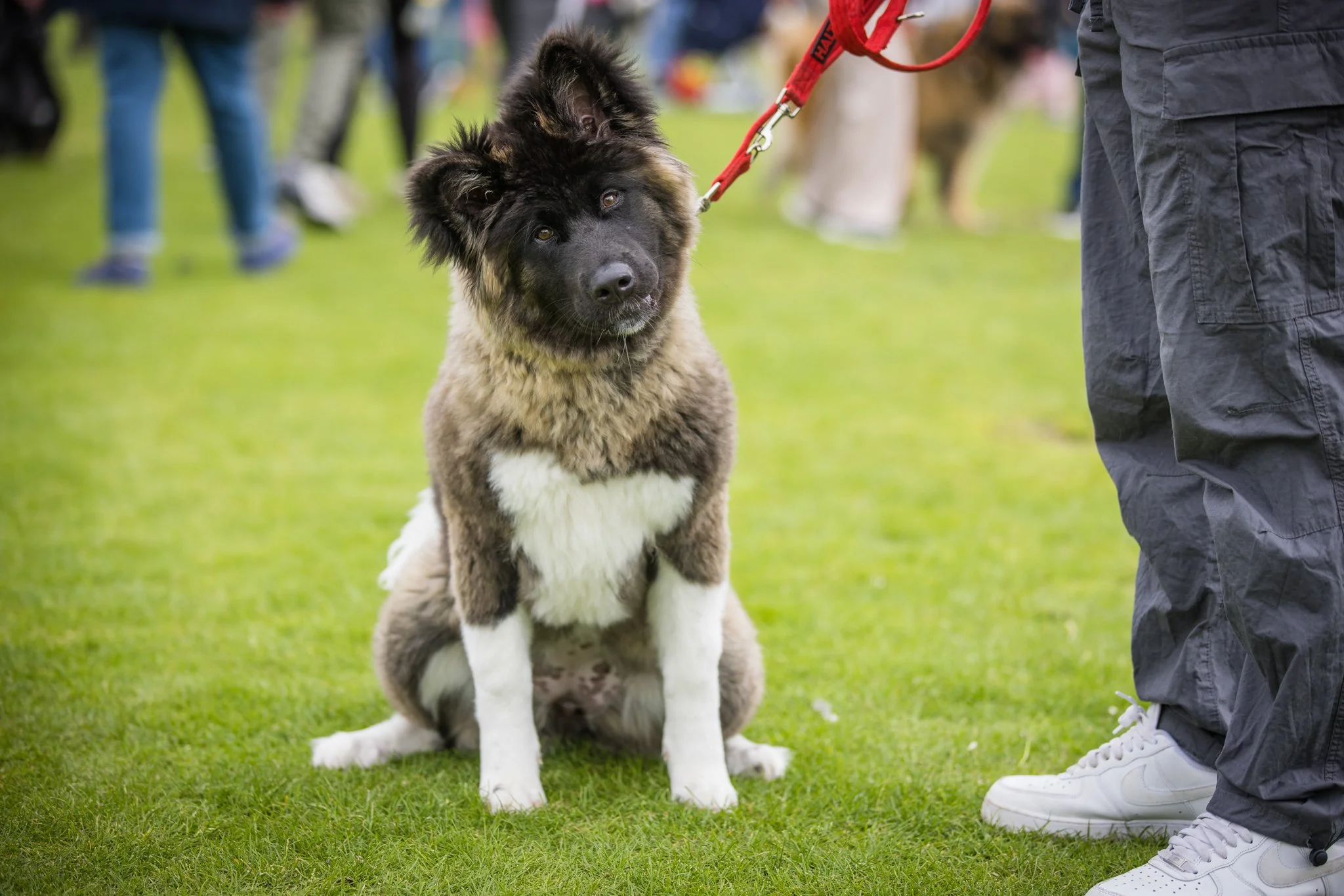 Big Doggie Do 1, Milton Keynes, May 24_-152.jpg