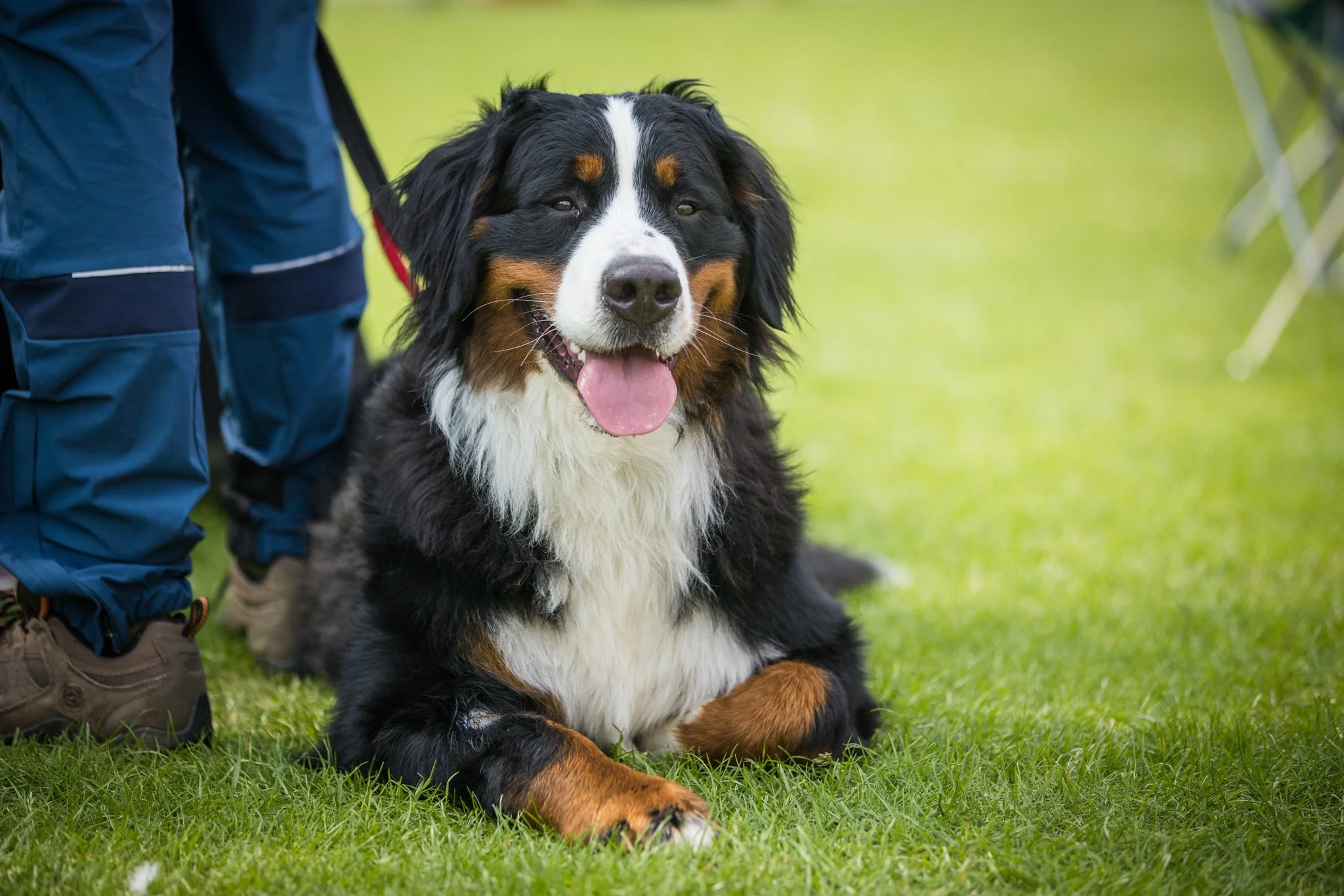 Big Doggie Do 1, Milton Keynes, May 24_-241.jpg