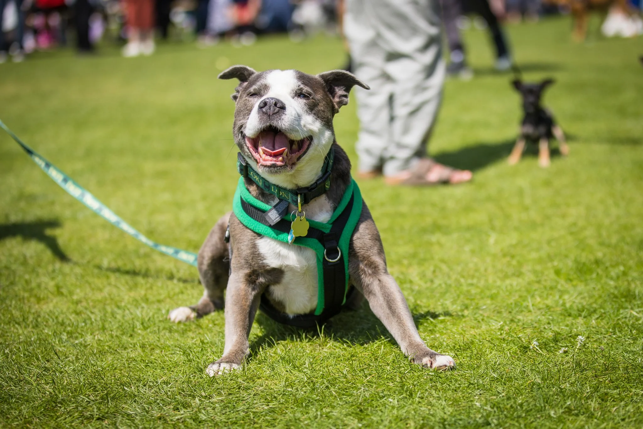 Big Doggie Do 2, Milton Keynes, May 24_-48.jpg