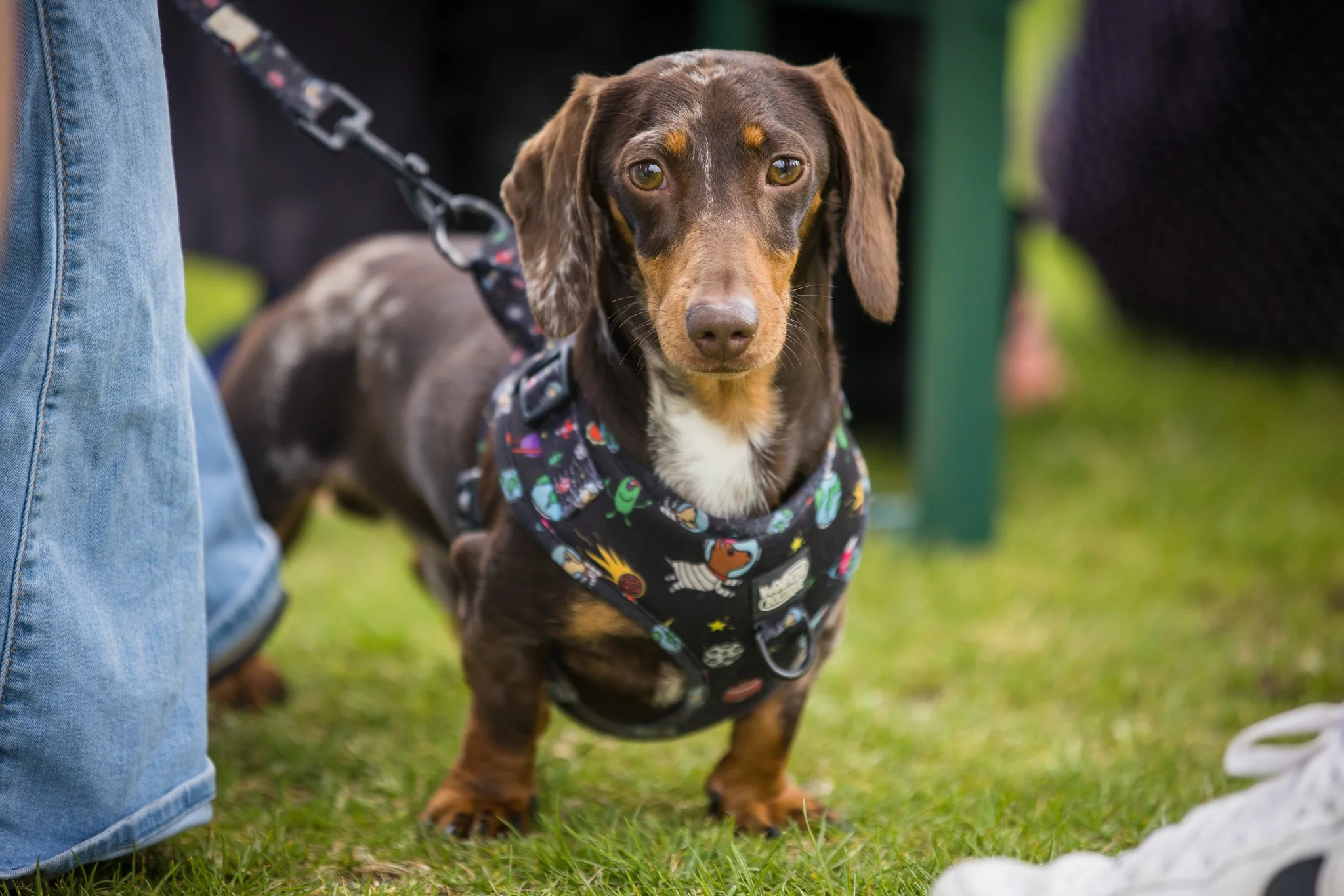 Big Doggie Do 1, Milton Keynes, May 24_-57.jpg