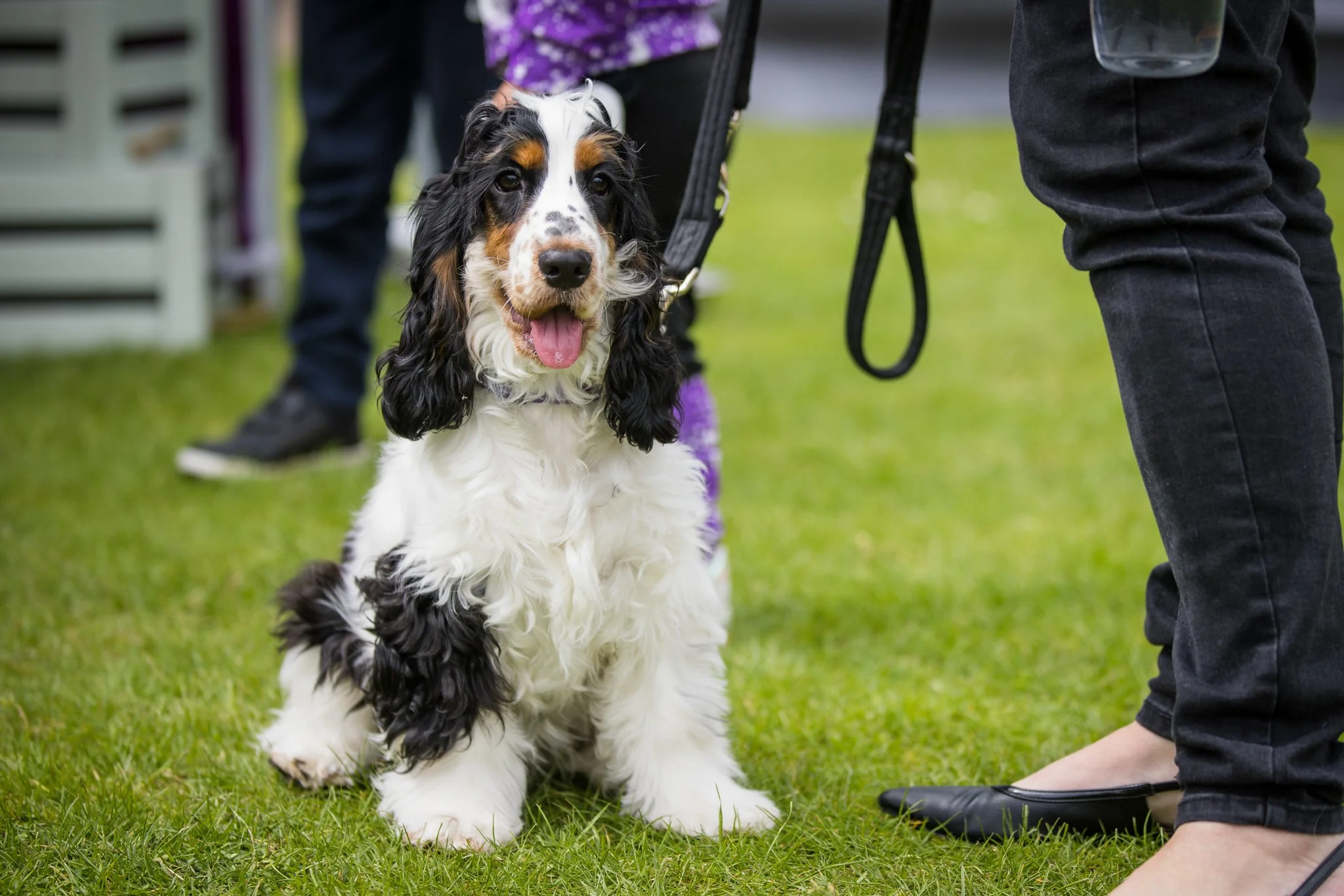 Big Doggie Do 1, Milton Keynes, May 24_-123.jpg