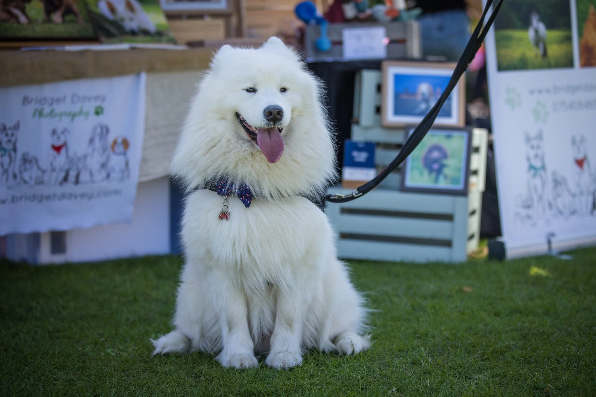Big Doggie Do 2, Milton Keynes, May 24_-178.jpg