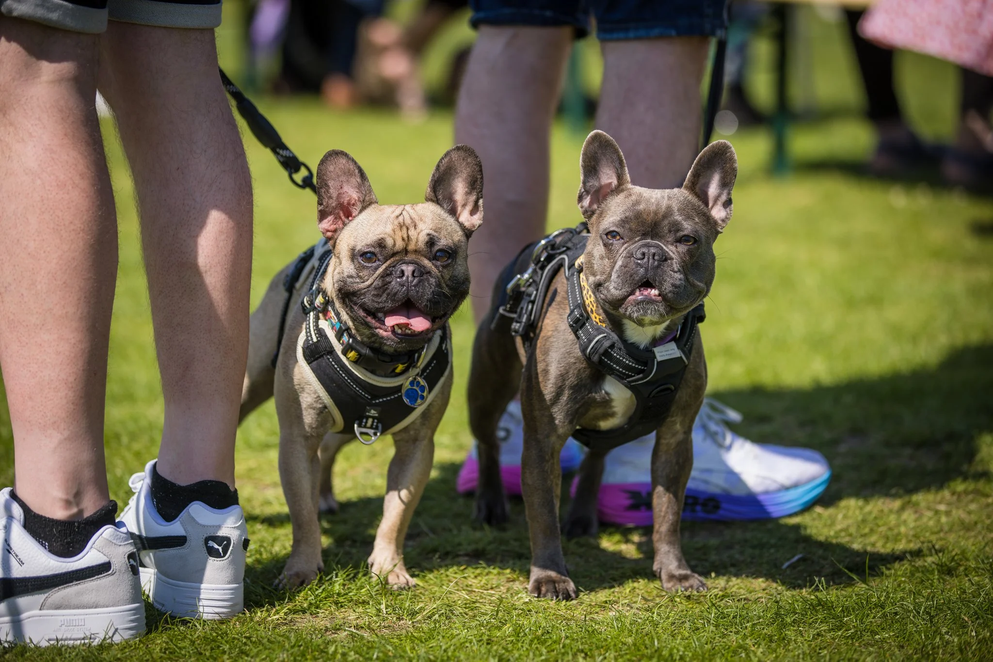 Big Doggie Do 2, Milton Keynes, May 24_-176.jpg