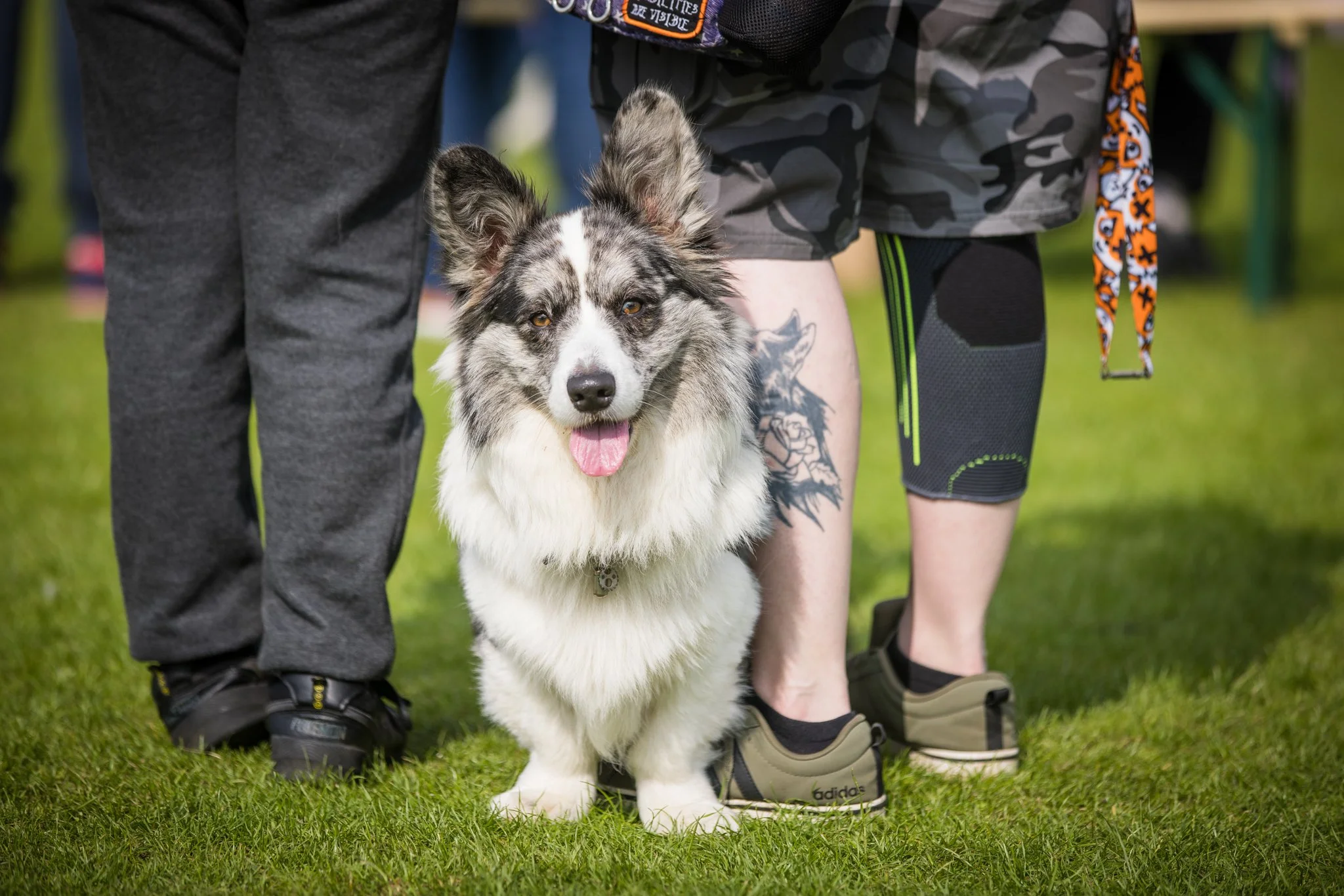 Big Doggie Do 1, Milton Keynes, May 24_-380.jpg