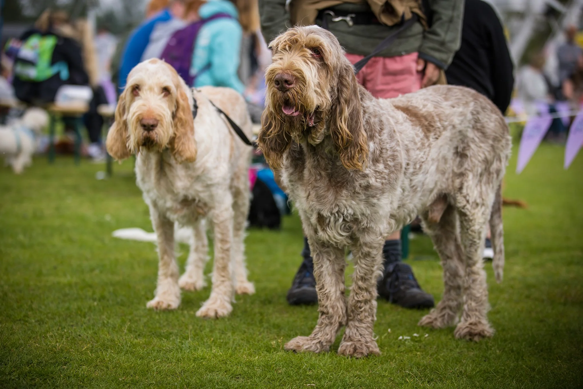 Big Doggie Do 1, Milton Keynes, May 24_-59.jpg
