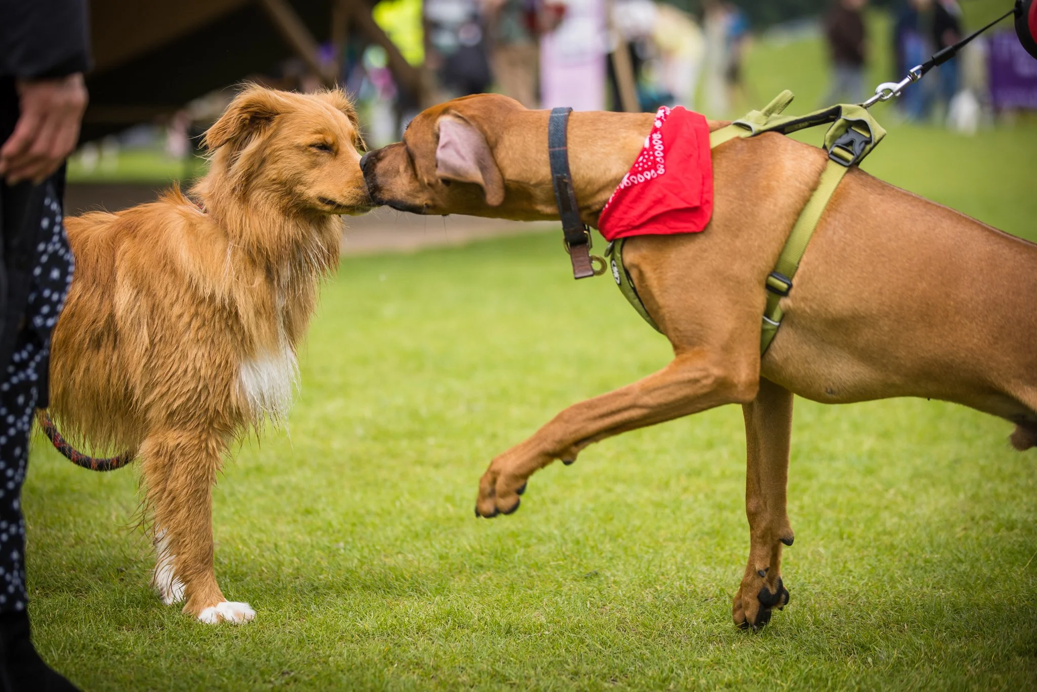 Big Doggie Do 1, Milton Keynes, May 24_-16.jpg