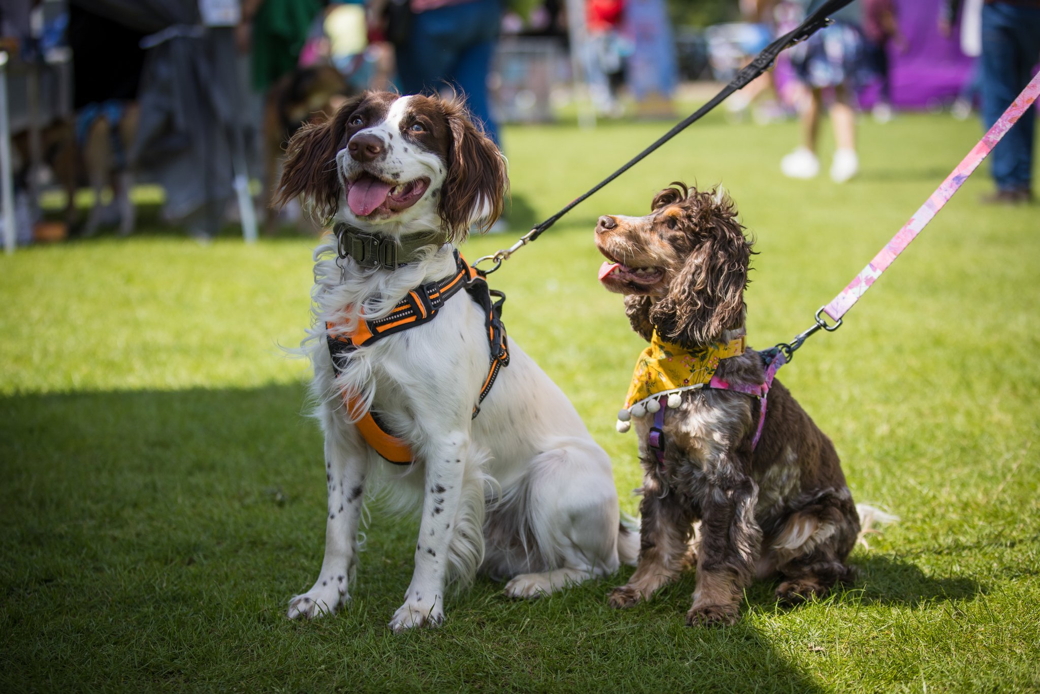 Big Doggie Do 2, Milton Keynes, May 24_-100.jpg
