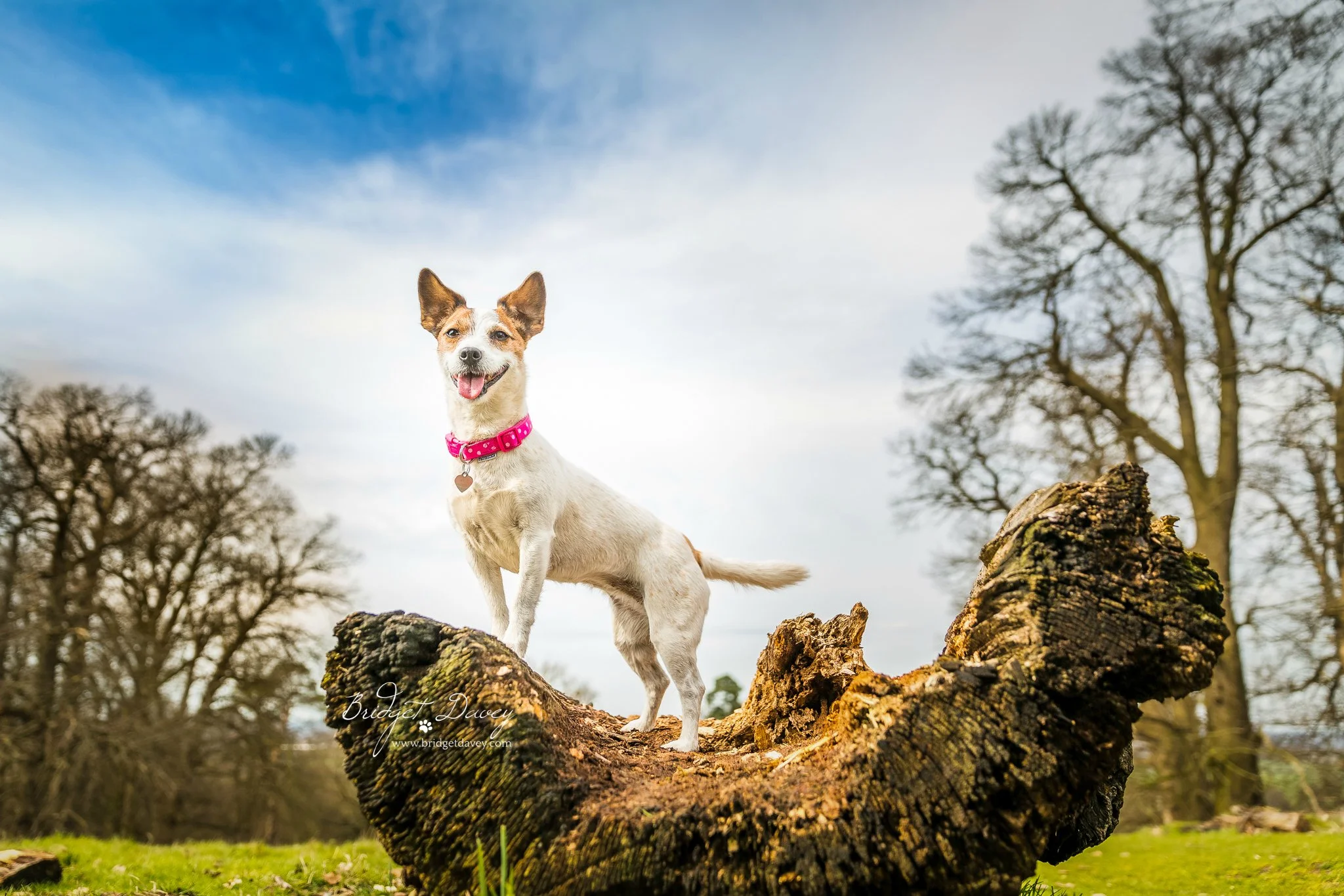 Bella's Winter Adventure