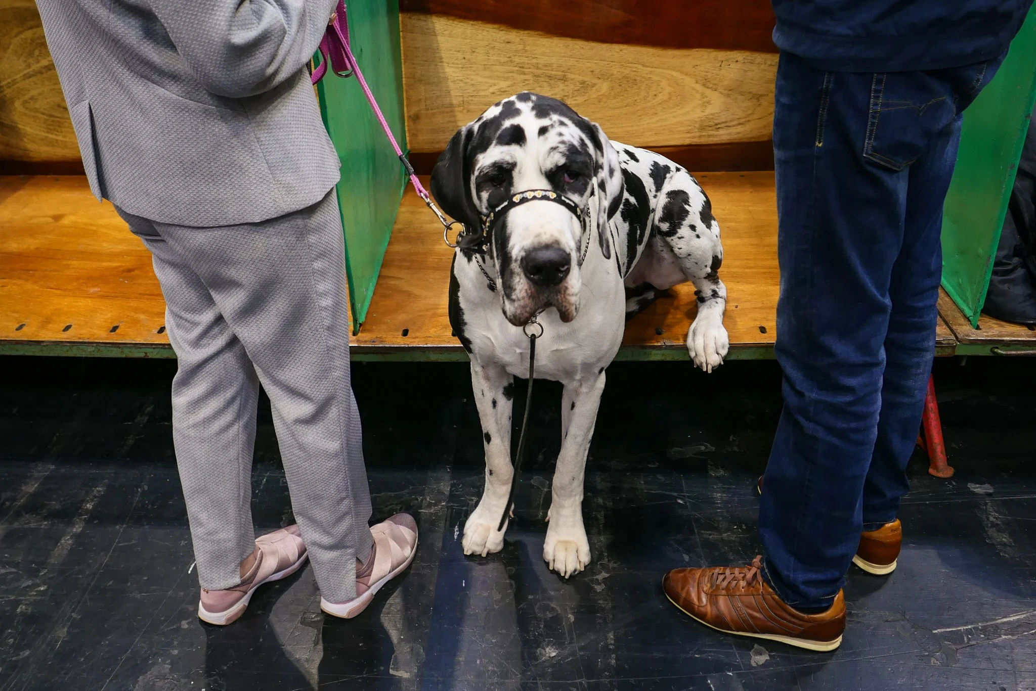Crufts Day 1, Working and Pastoral Dog, NEC Birmingham, Kennel Club -2.jpg