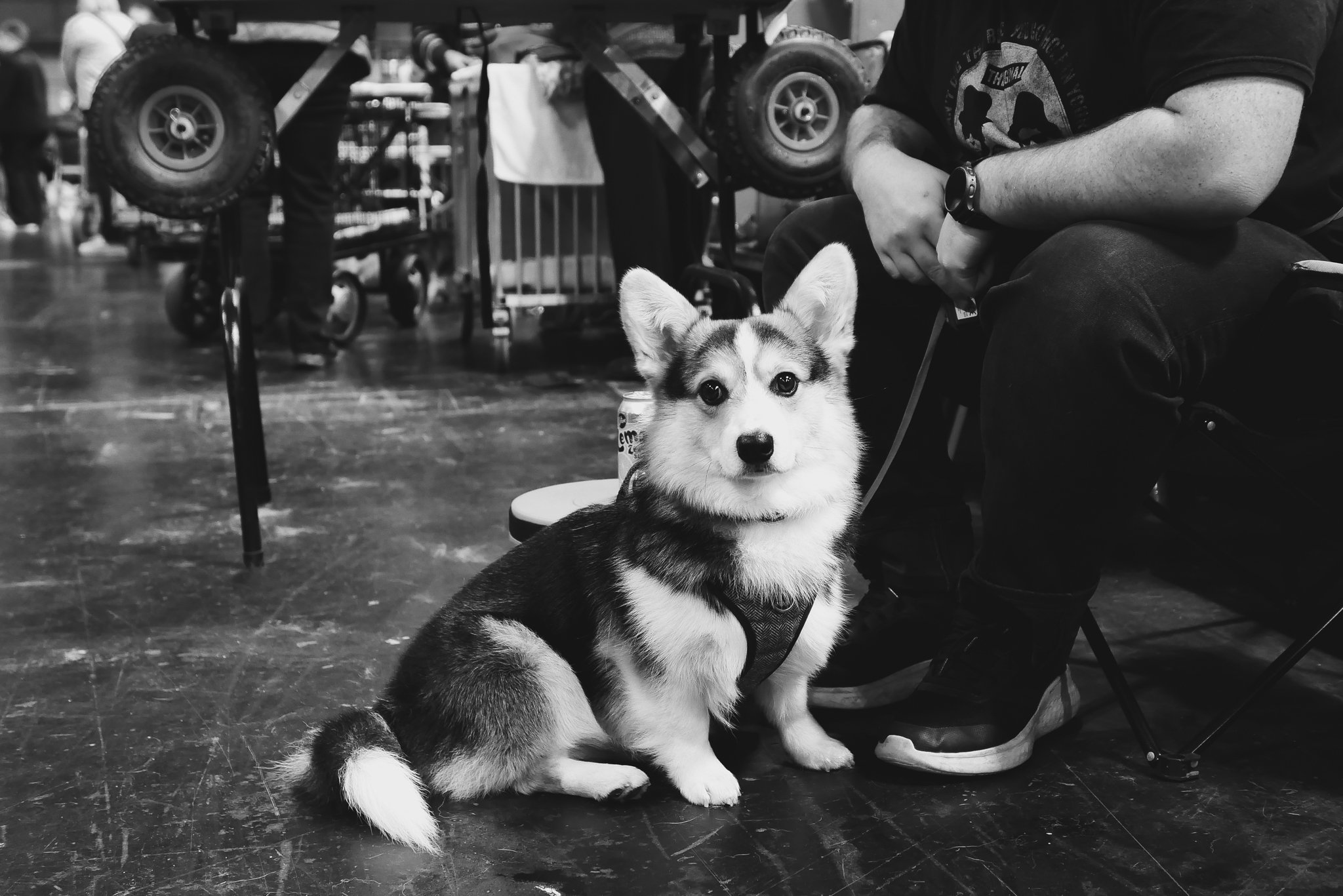 Crufts Day 1, Working and Pastoral Dog, NEC Birmingham, Kennel Club -39.jpg