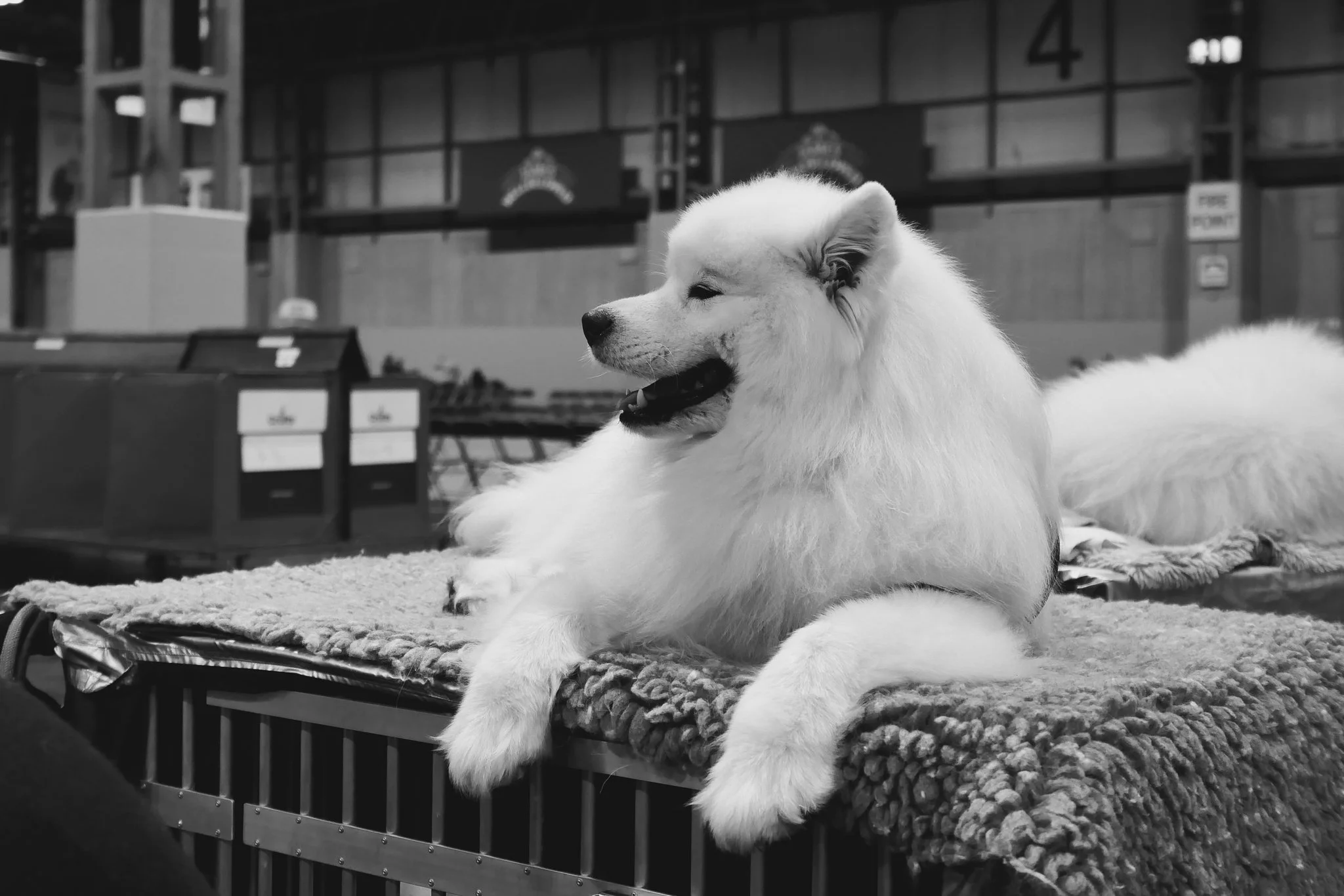 Crufts Day 1, Working and Pastoral Dog, NEC Birmingham, Kennel Club -118.jpg