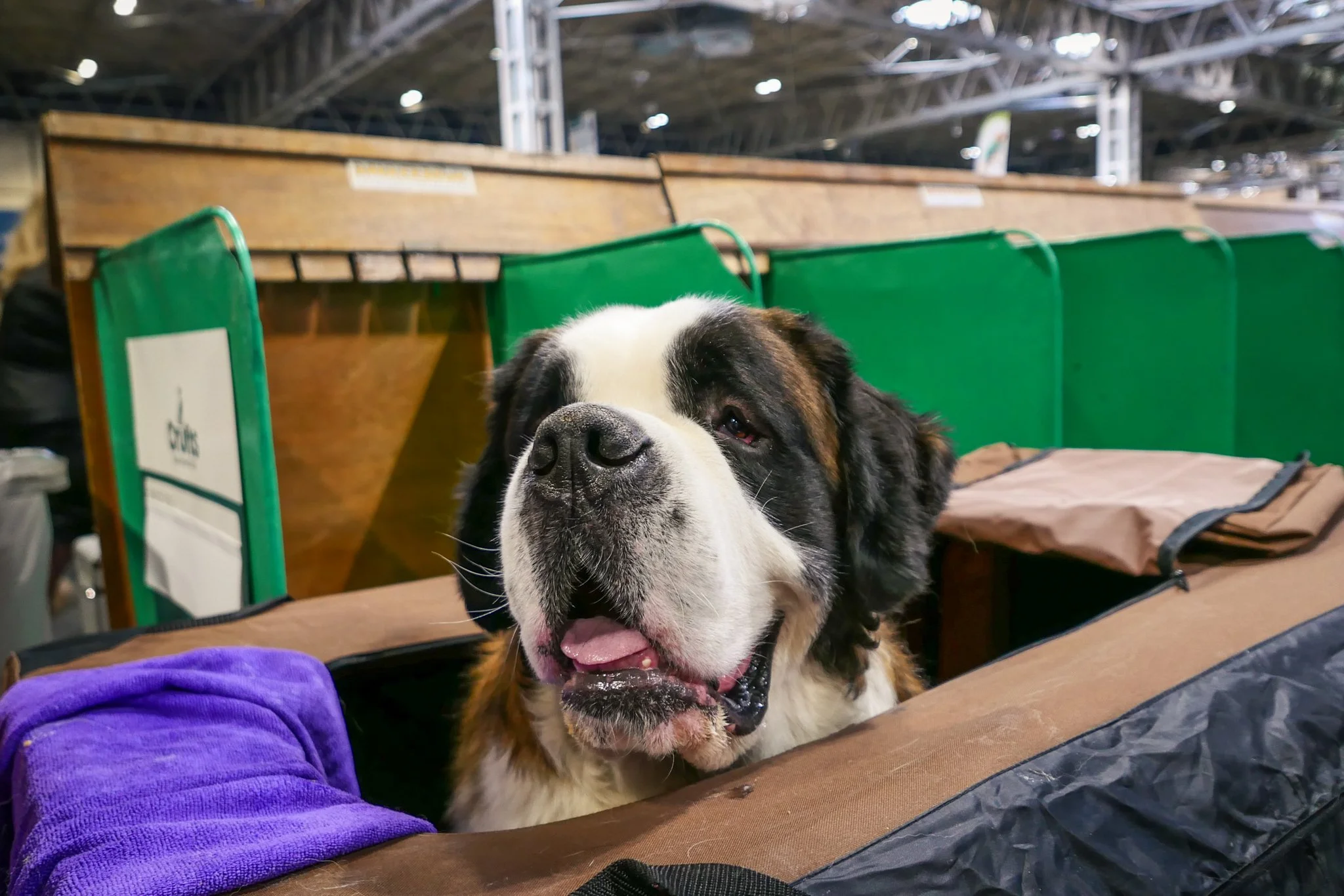 Crufts Day 1, Working and Pastoral Dog, NEC Birmingham, Kennel Club -33.jpg