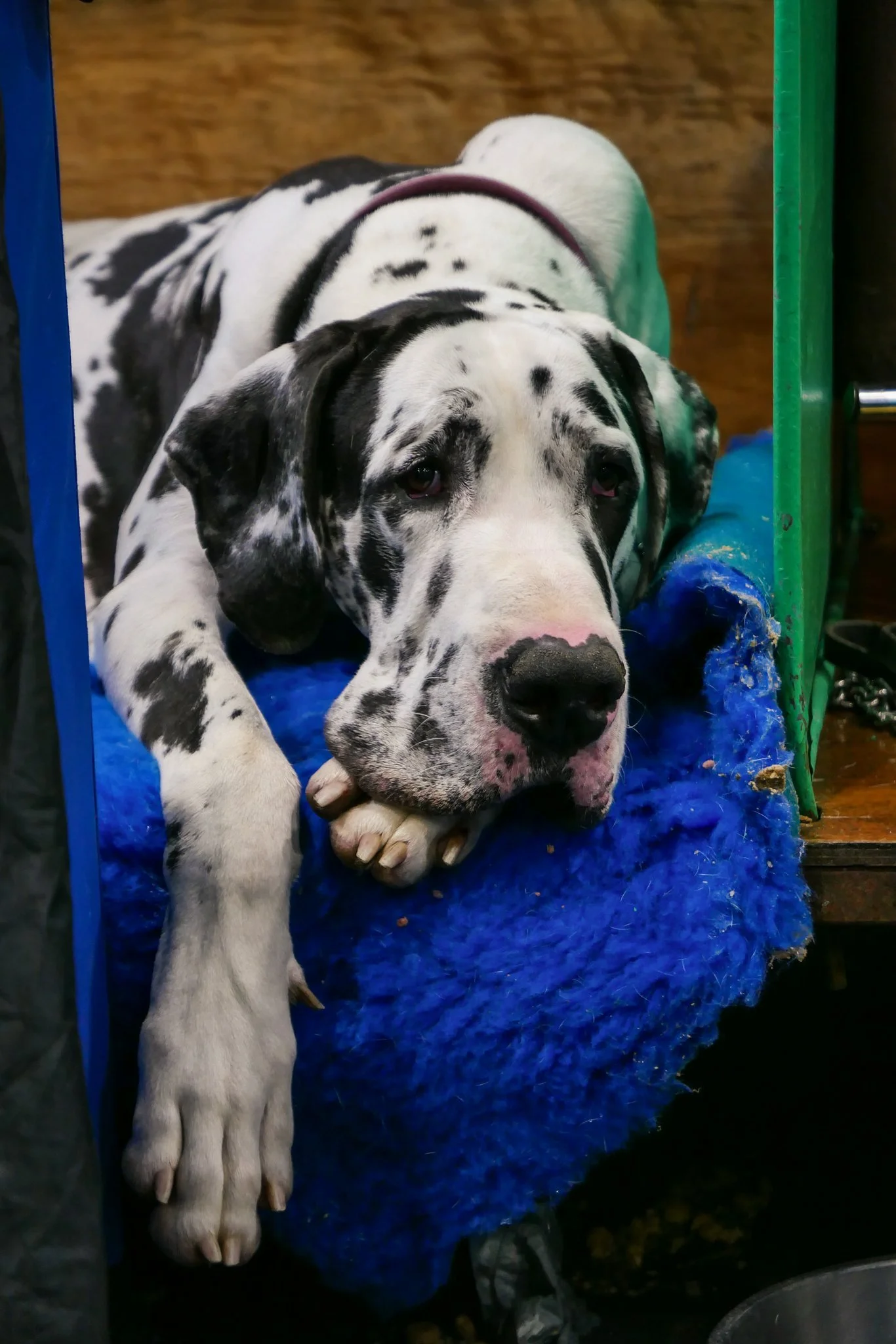 Crufts Day 1, Working and Pastoral Dog, NEC Birmingham, Kennel Club -4.jpg