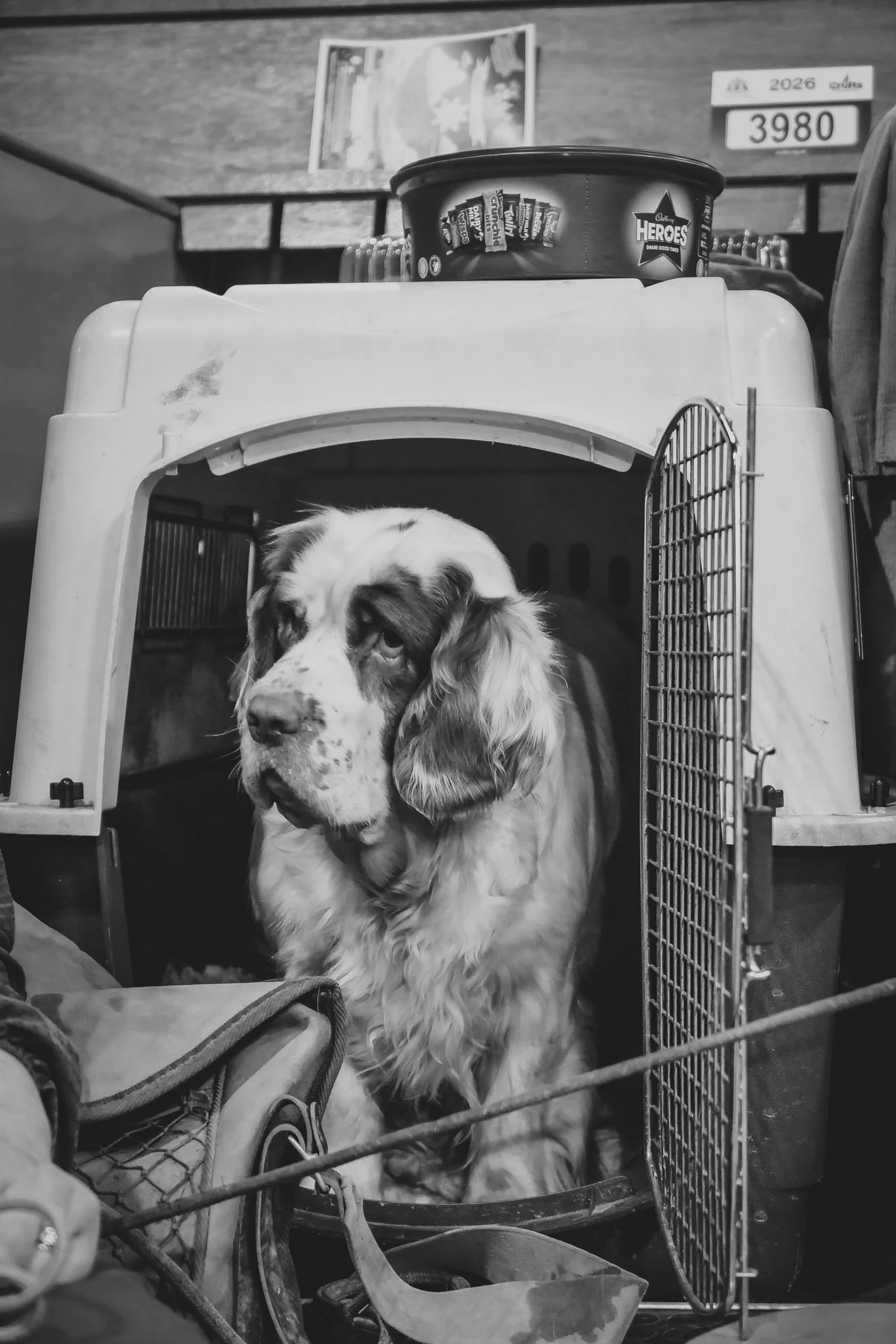 Crufts Day 1, Working and Pastoral Dog, NEC Birmingham, Kennel Club -89.jpg