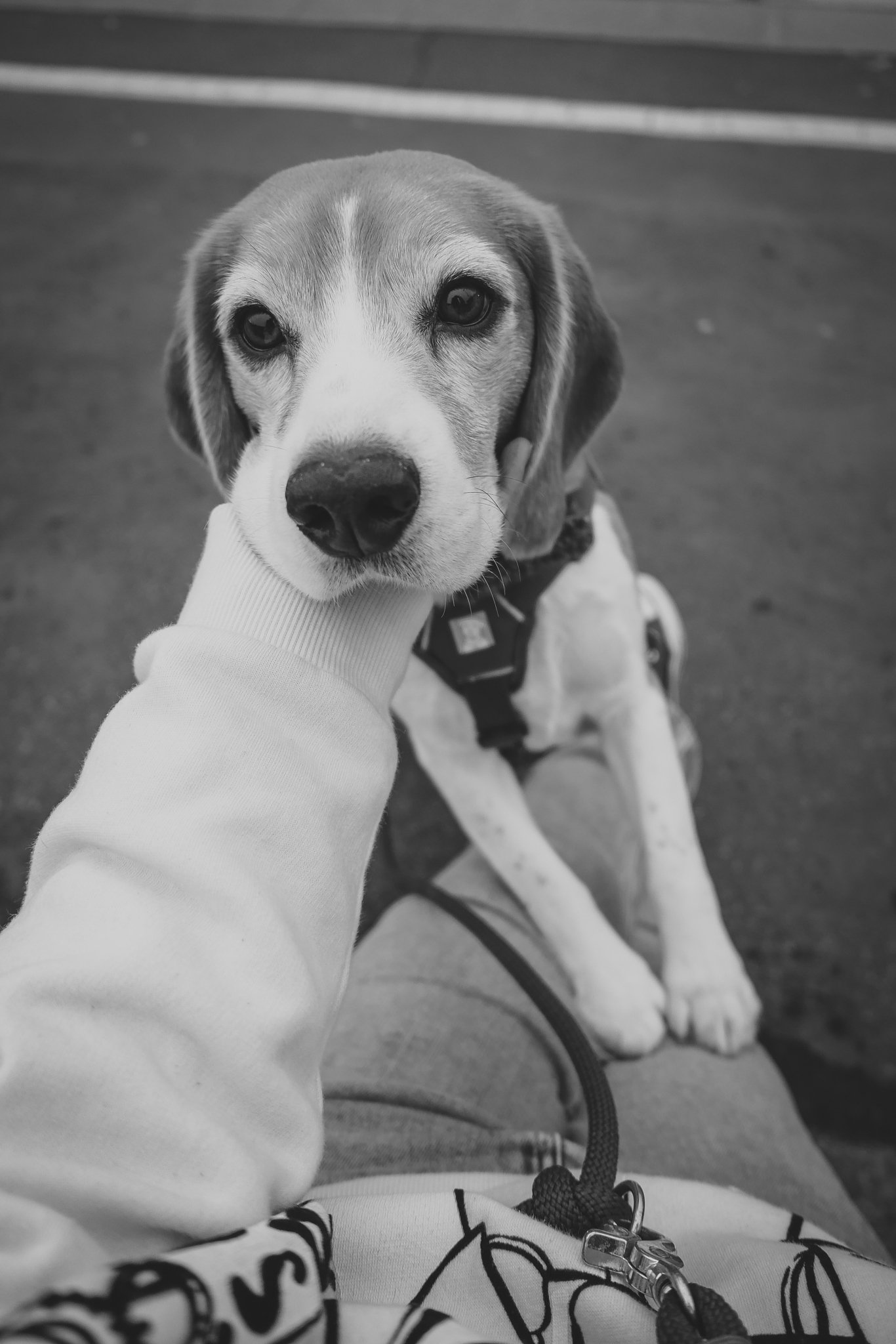 Crufts Day 2, Hound Dog, NEC Birmingham, Kennel Club -46.jpg